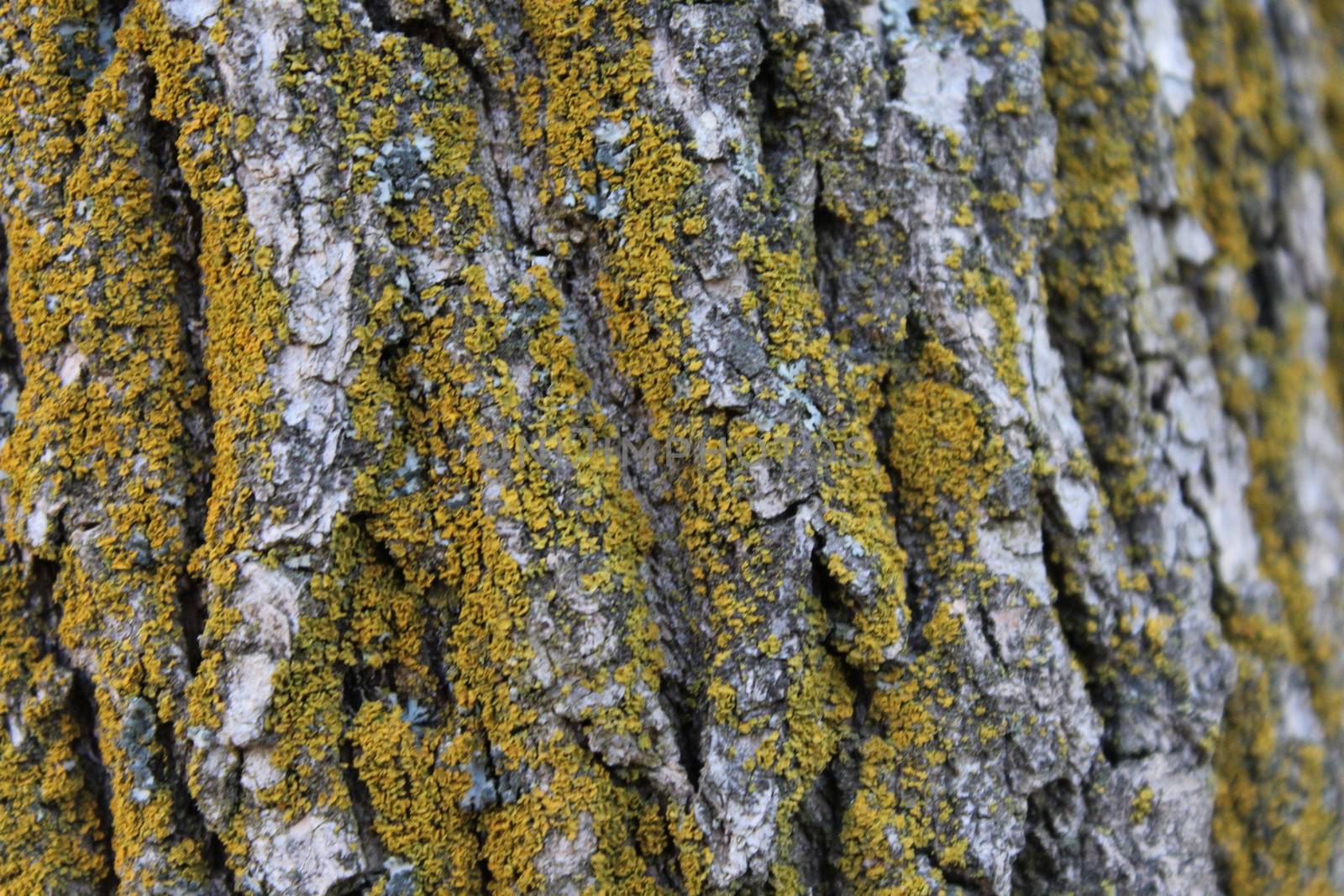 Moss covered Oak tree bark texture closeup.
