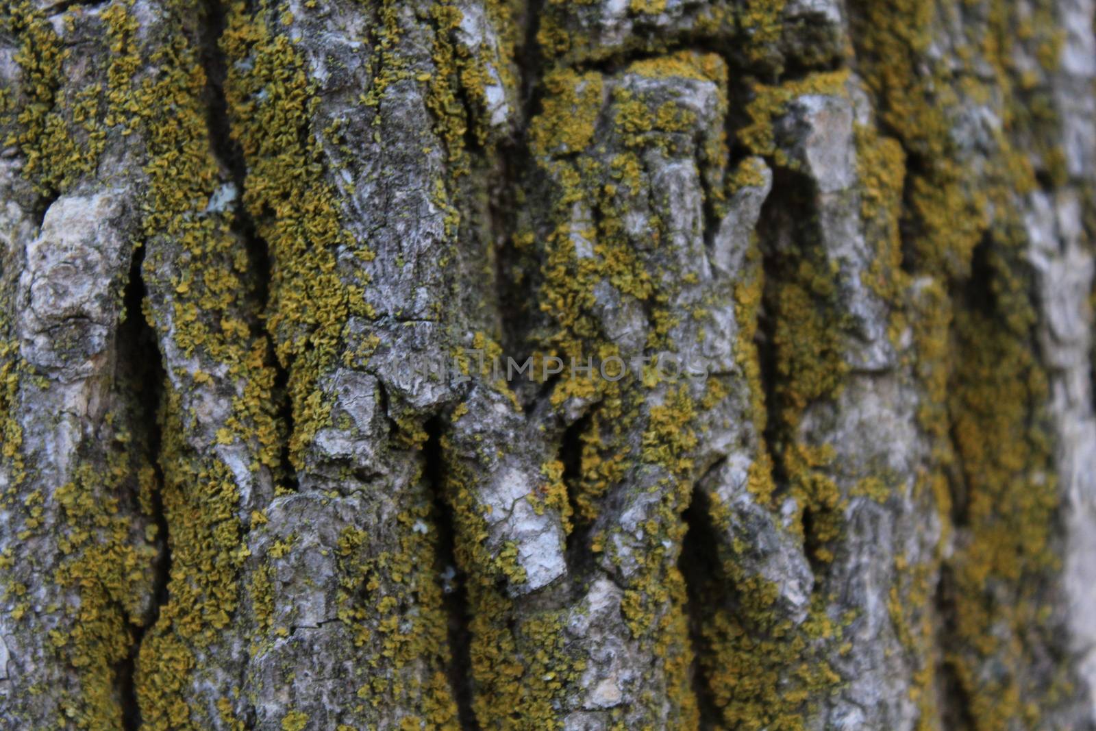Moss covered Oak tree bark texture closeup.