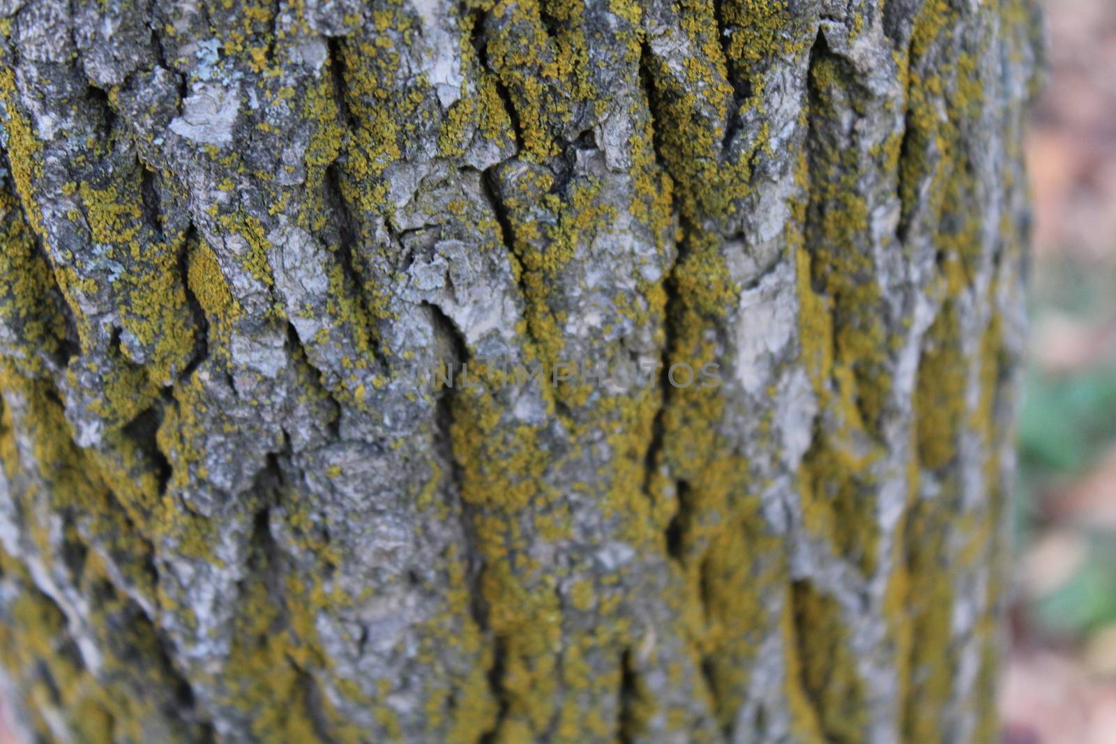 Oak tree bark by nurjan100