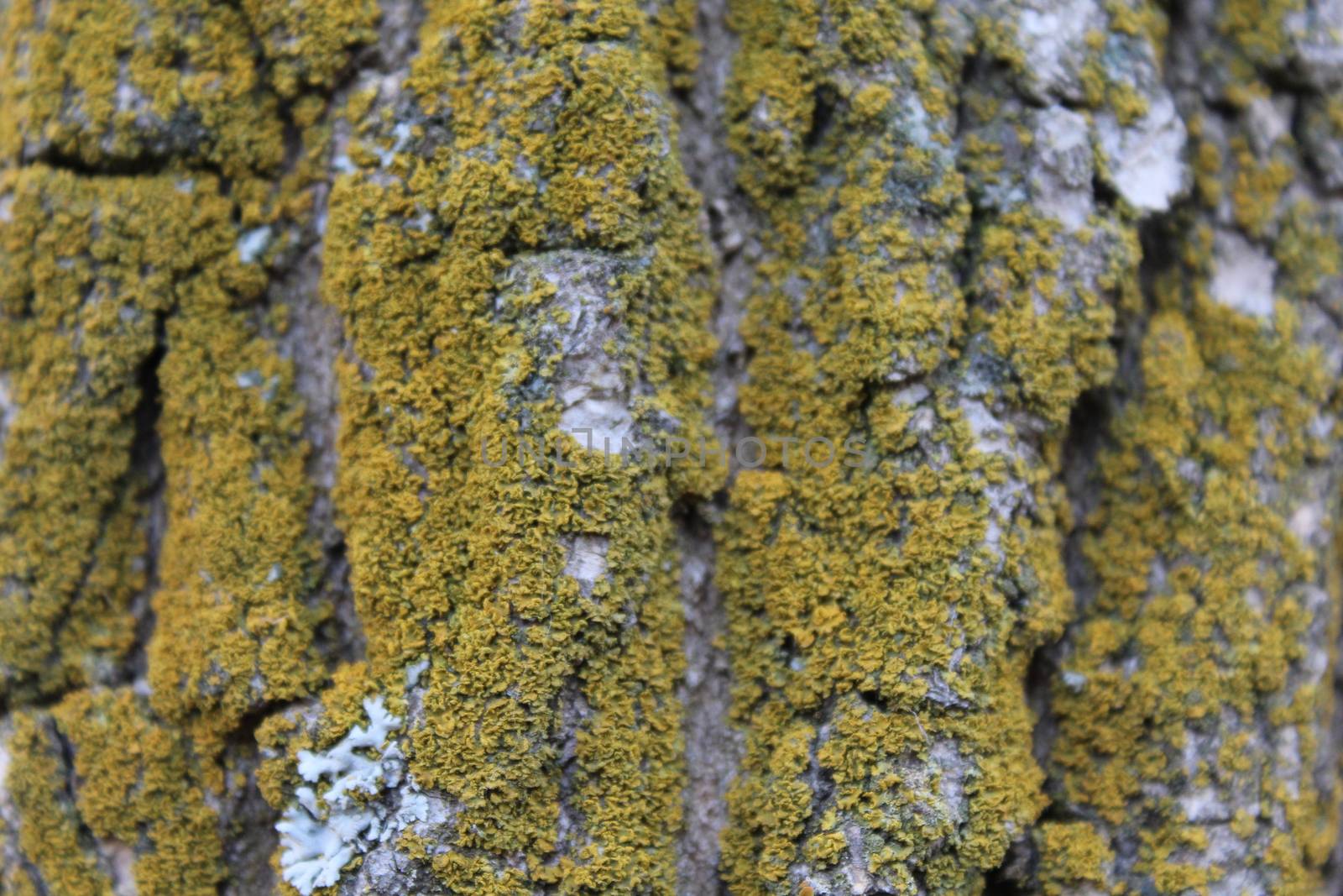 Moss covered Oak tree bark texture closeup.