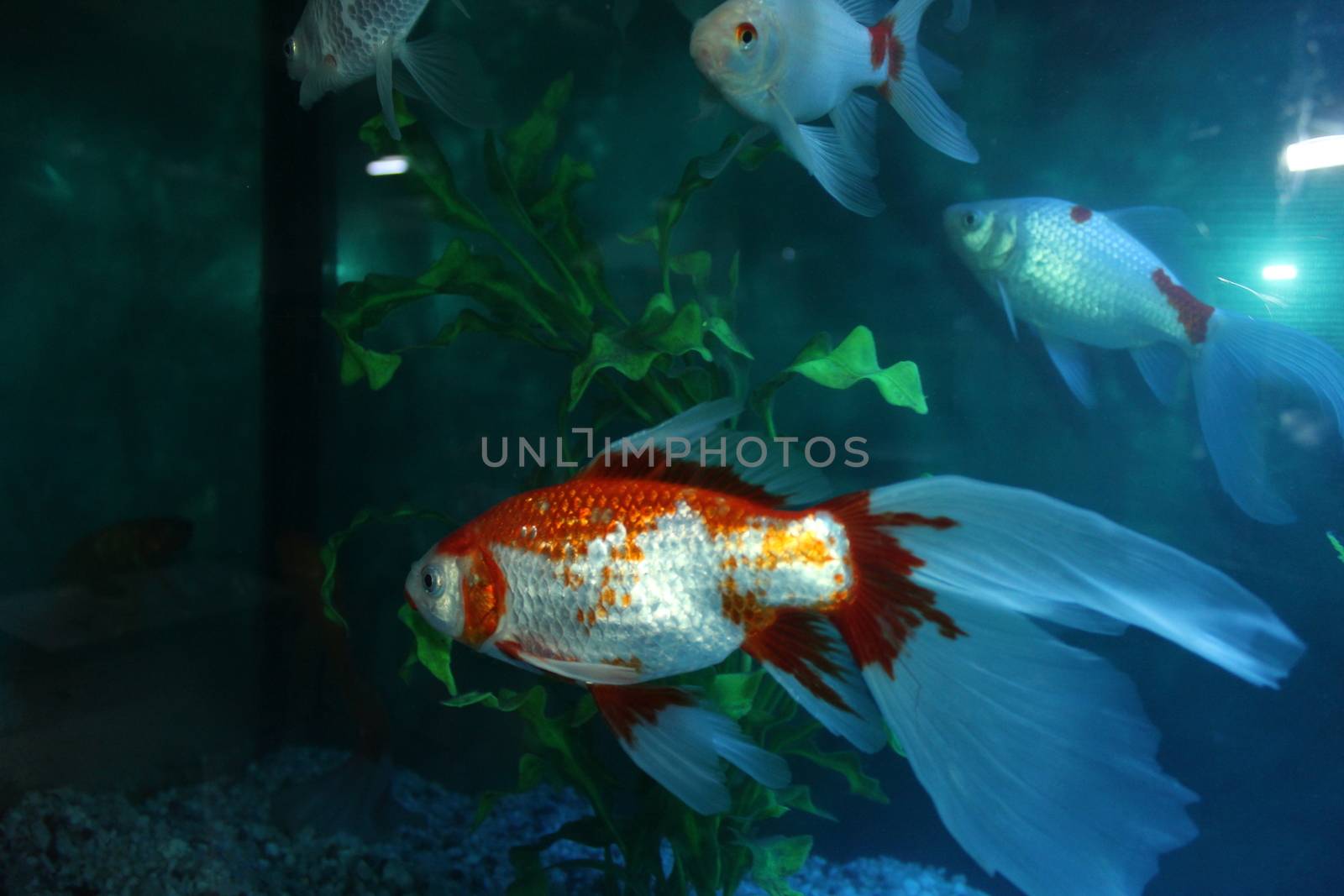 Aquarium by nurjan100