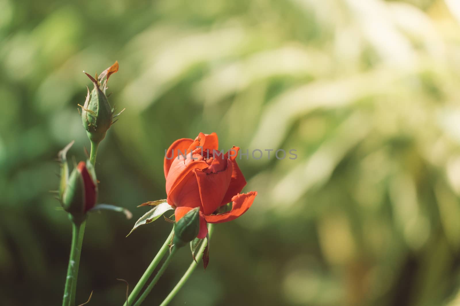 Roses in the garden filtered, Roses are beautiful with a beautiful sunny day.