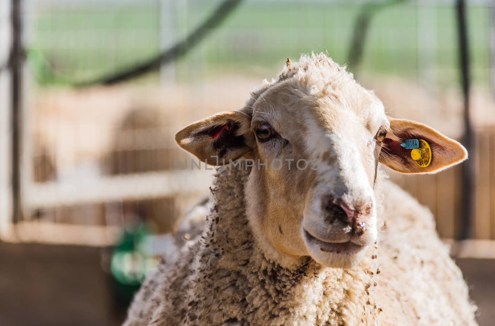 portrait of a sheep  by MegaArt