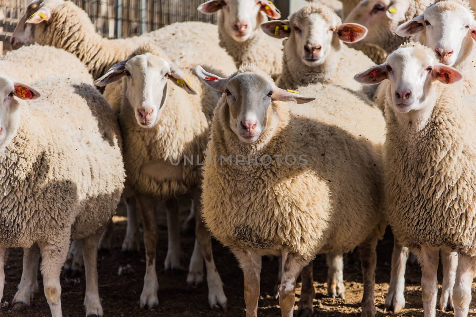 a flock of sheep to pasture in rural areas