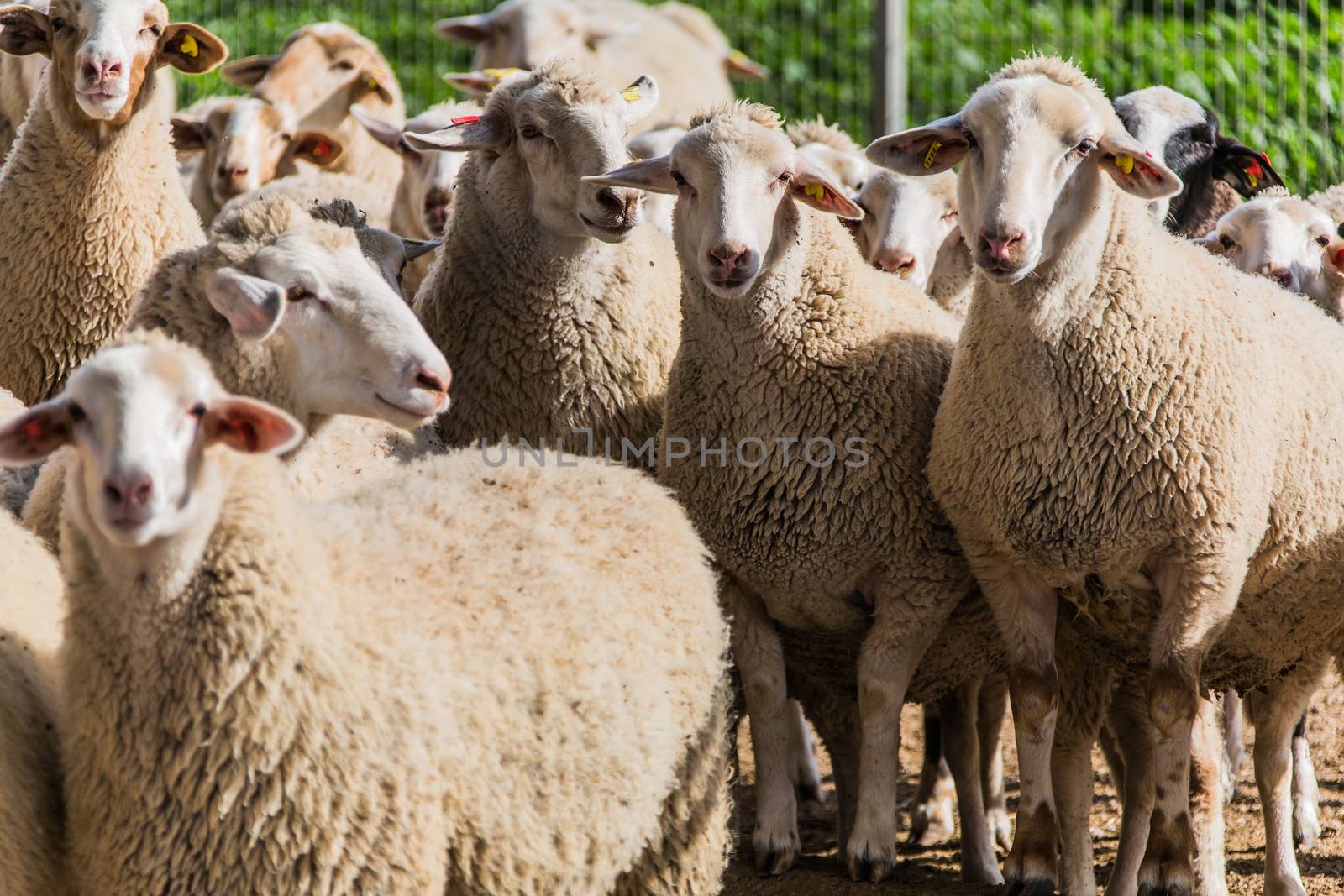 a flock of sheep to pasture in a rural location