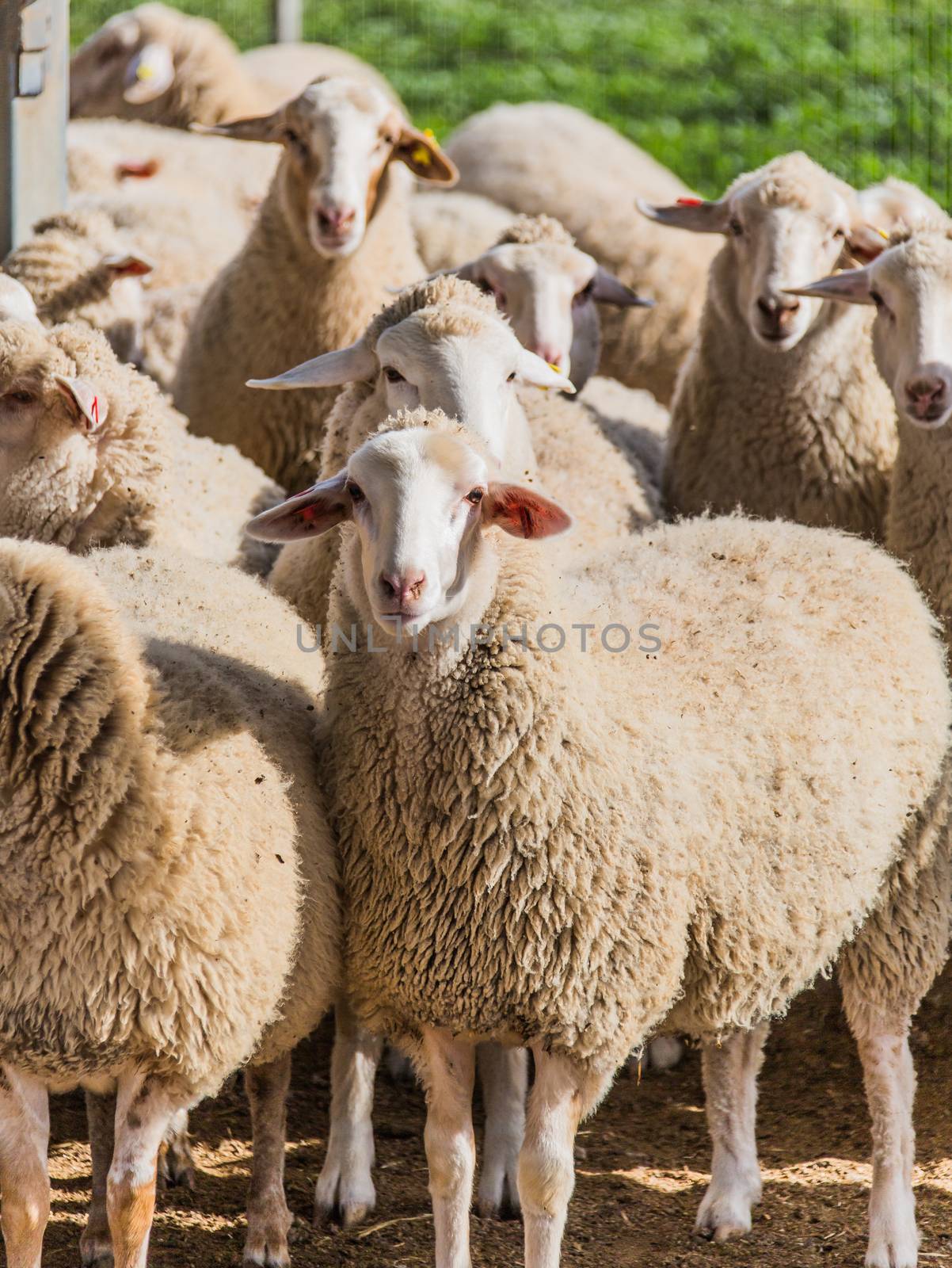 a flock of white sheep in a rural location