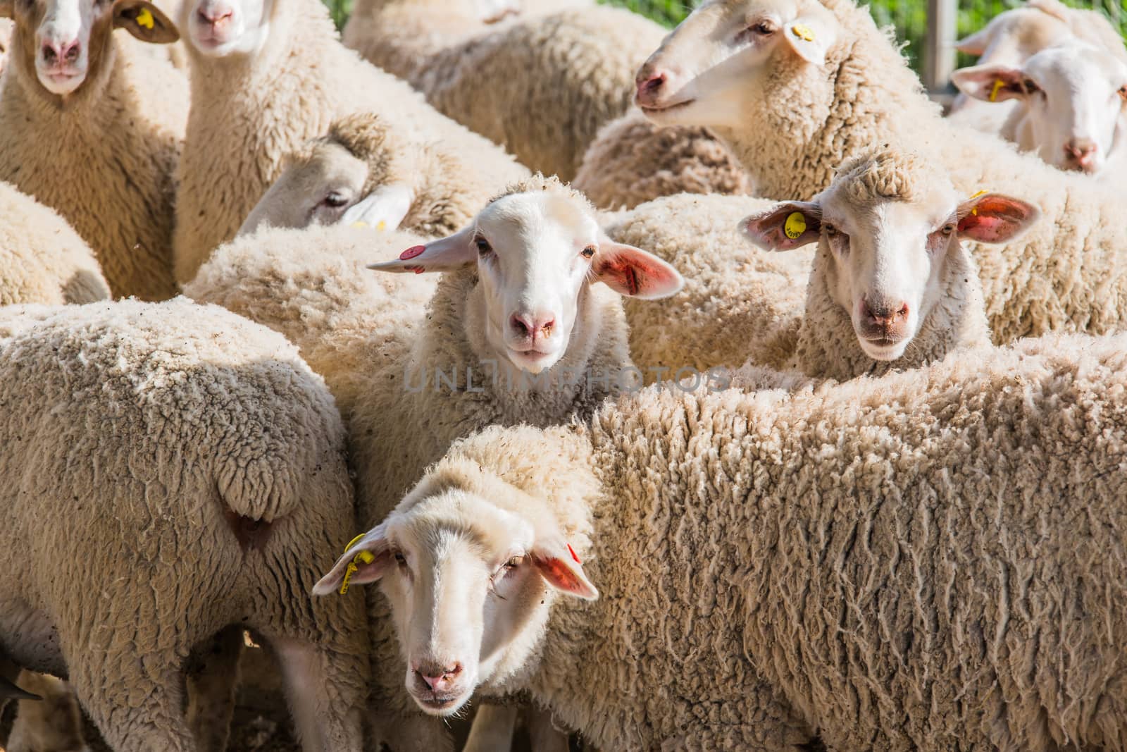 herd of white sheep in the countryside