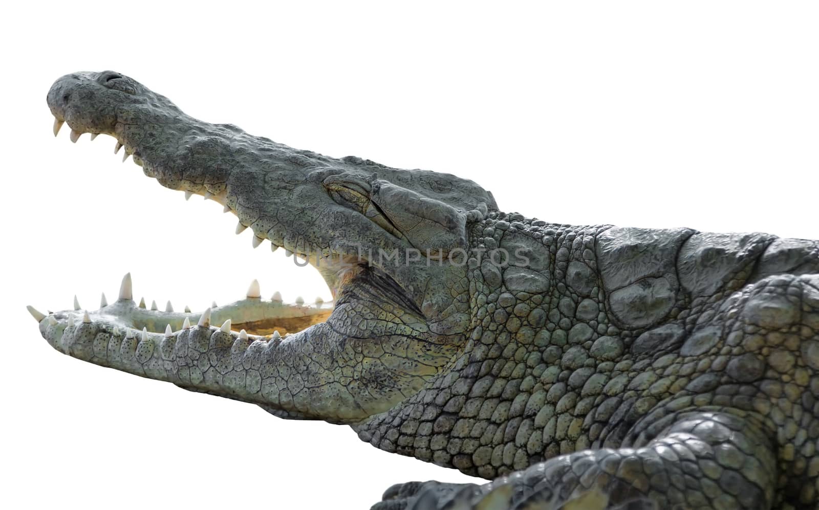 American crocodile with open mouth on an isolated white background