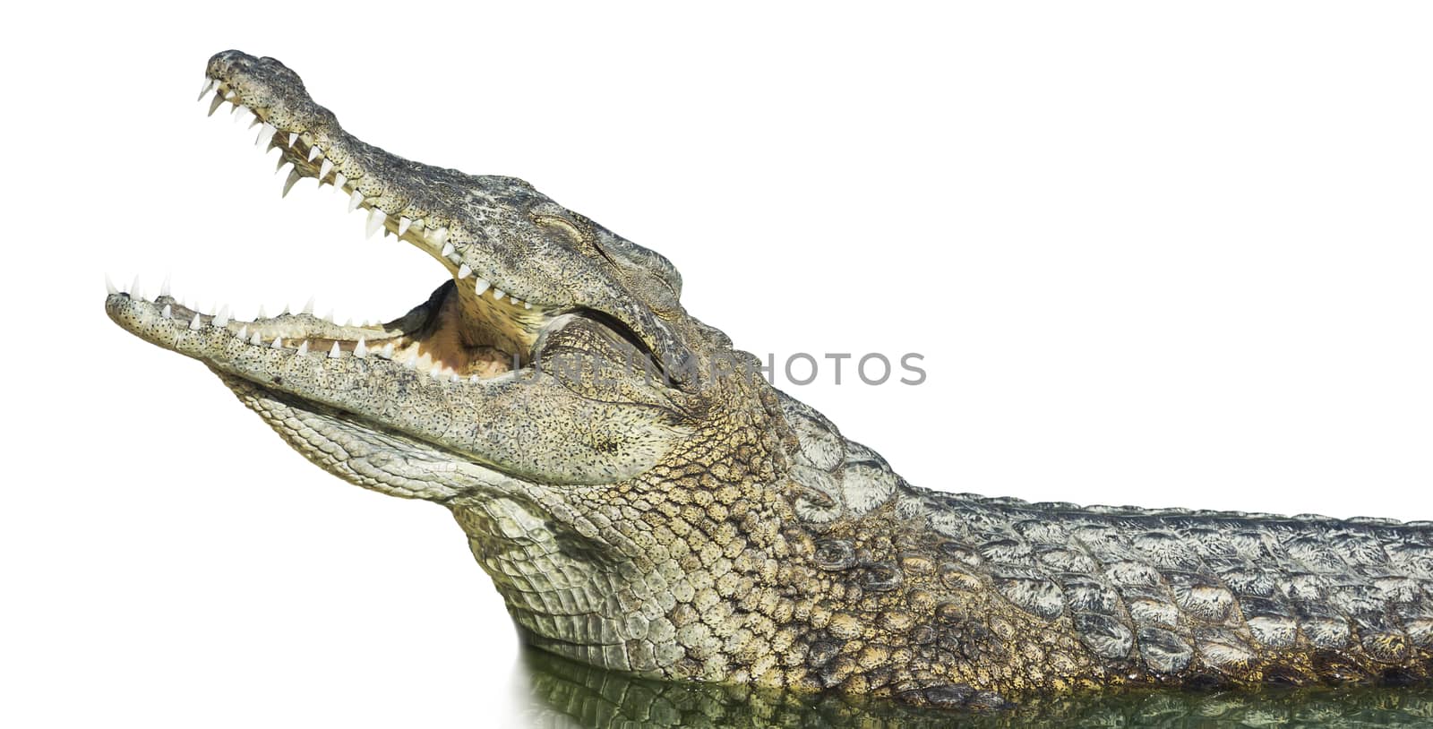 large American crocodile with open mouth on an isolated white background