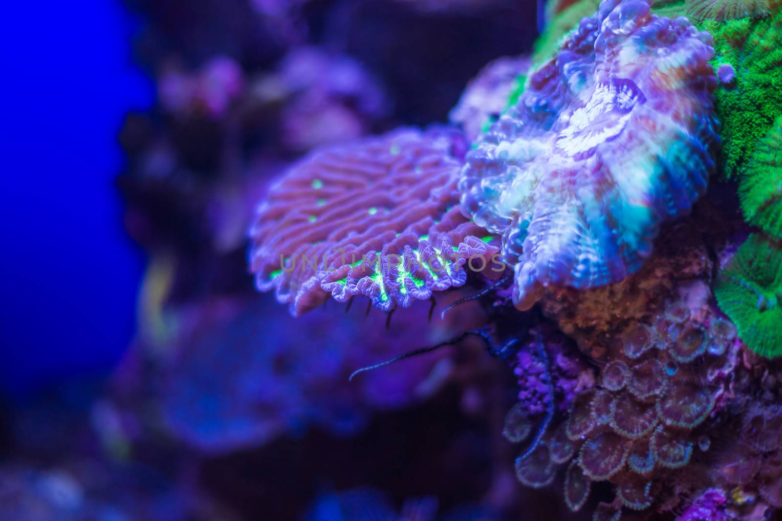 corals underwater world  by MegaArt