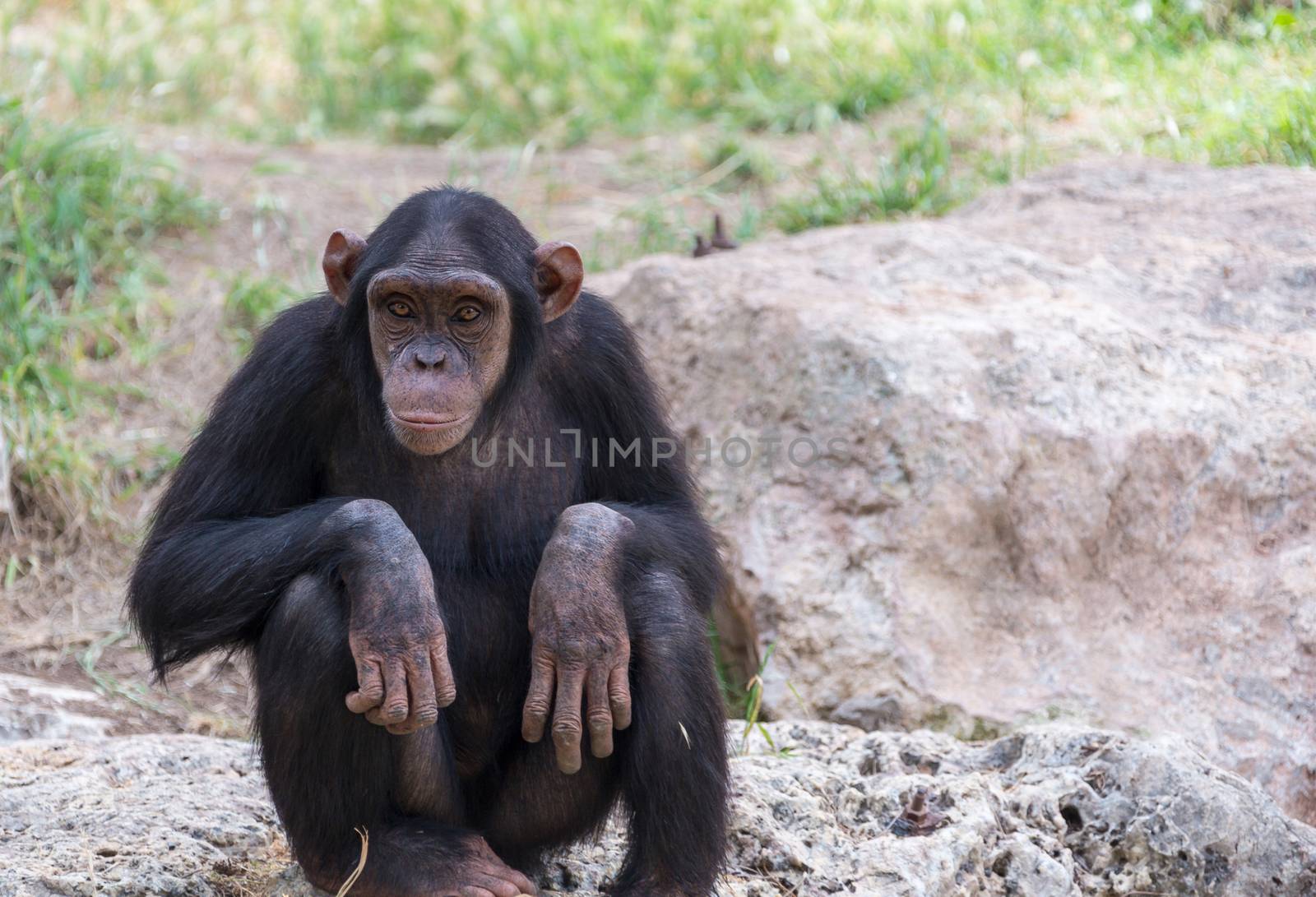 chimpanzee sitting on stones  by MegaArt