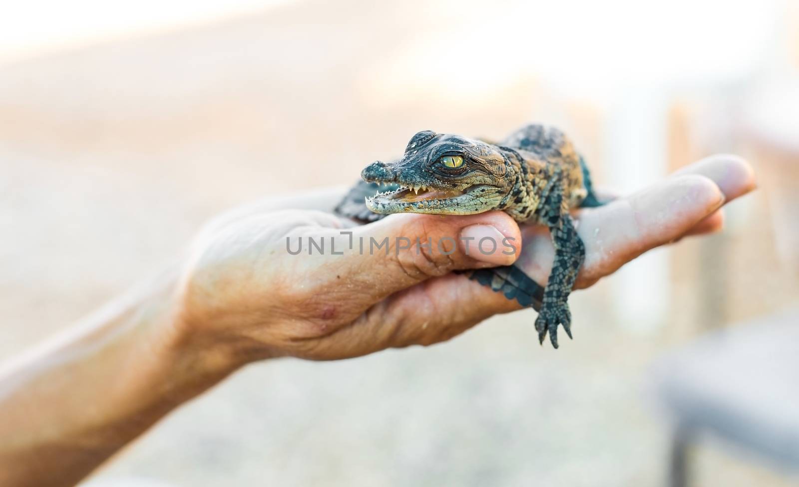  American alligator lying on a human hand