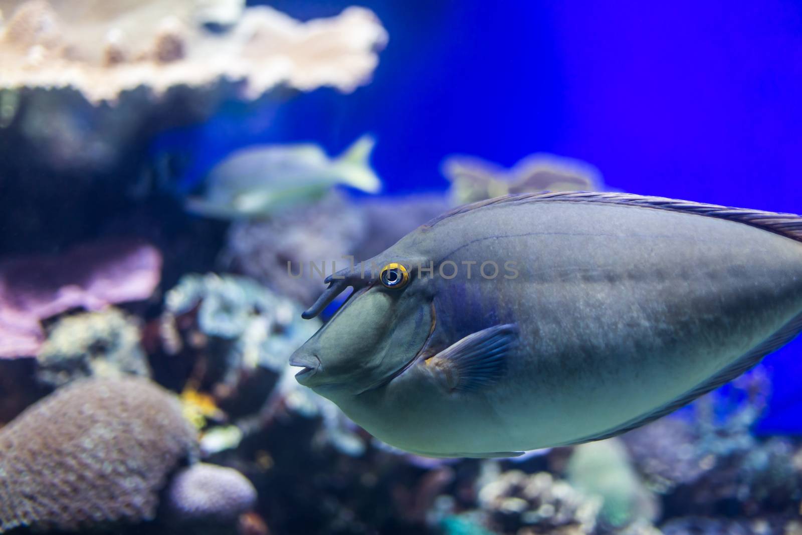 species of fish underwater world  by MegaArt