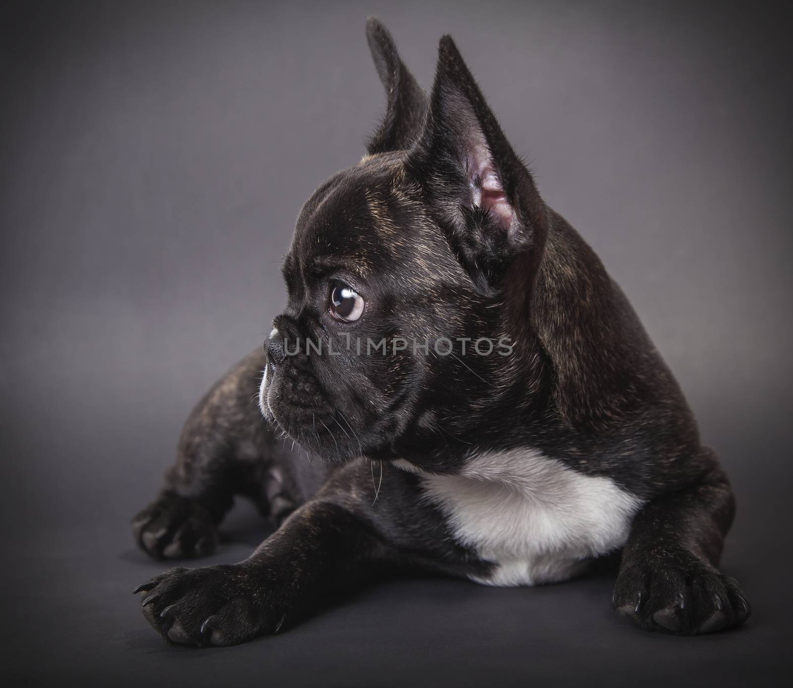 French Bulldog puppy lying  by MegaArt