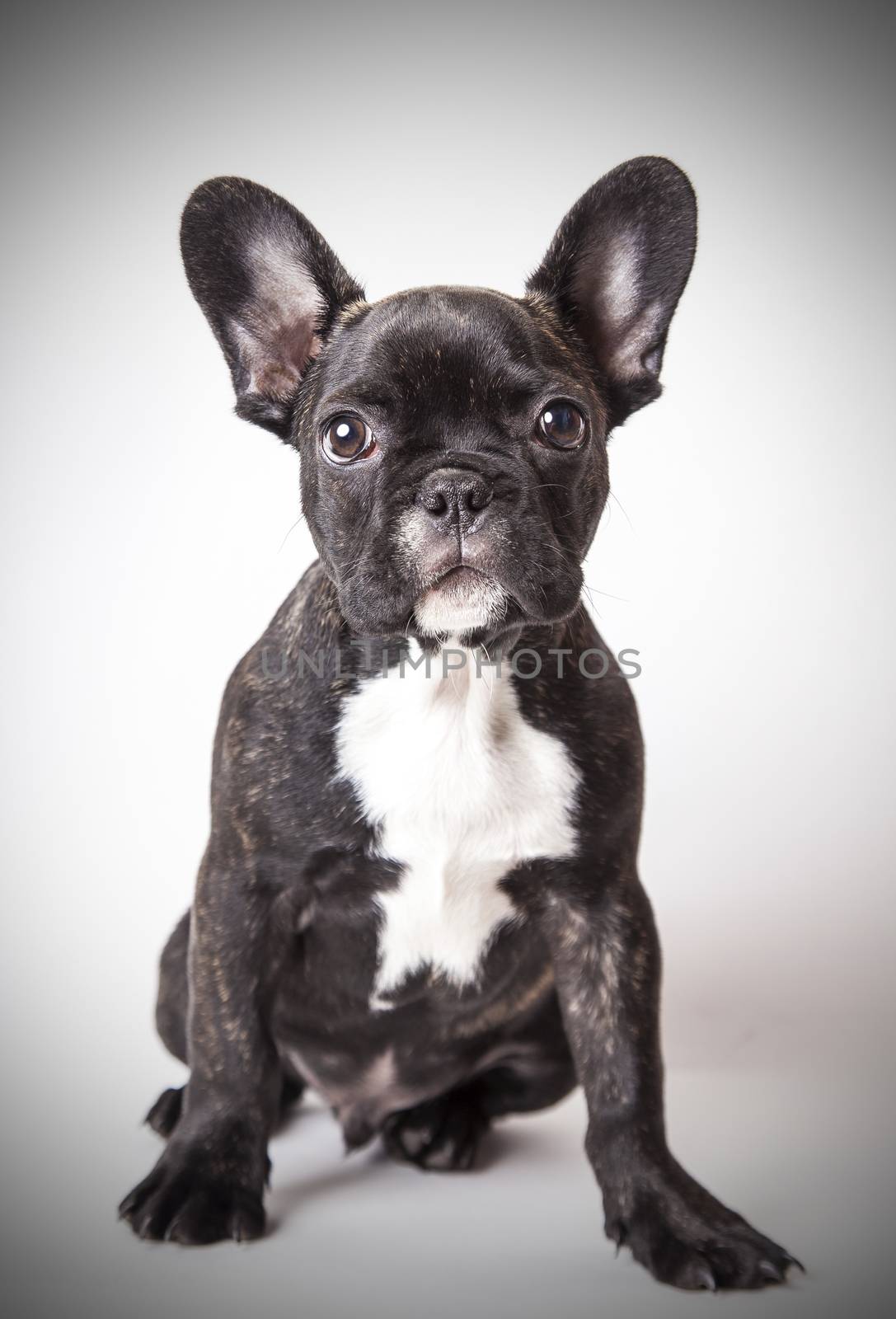 portrait of baby French bulldog  by MegaArt