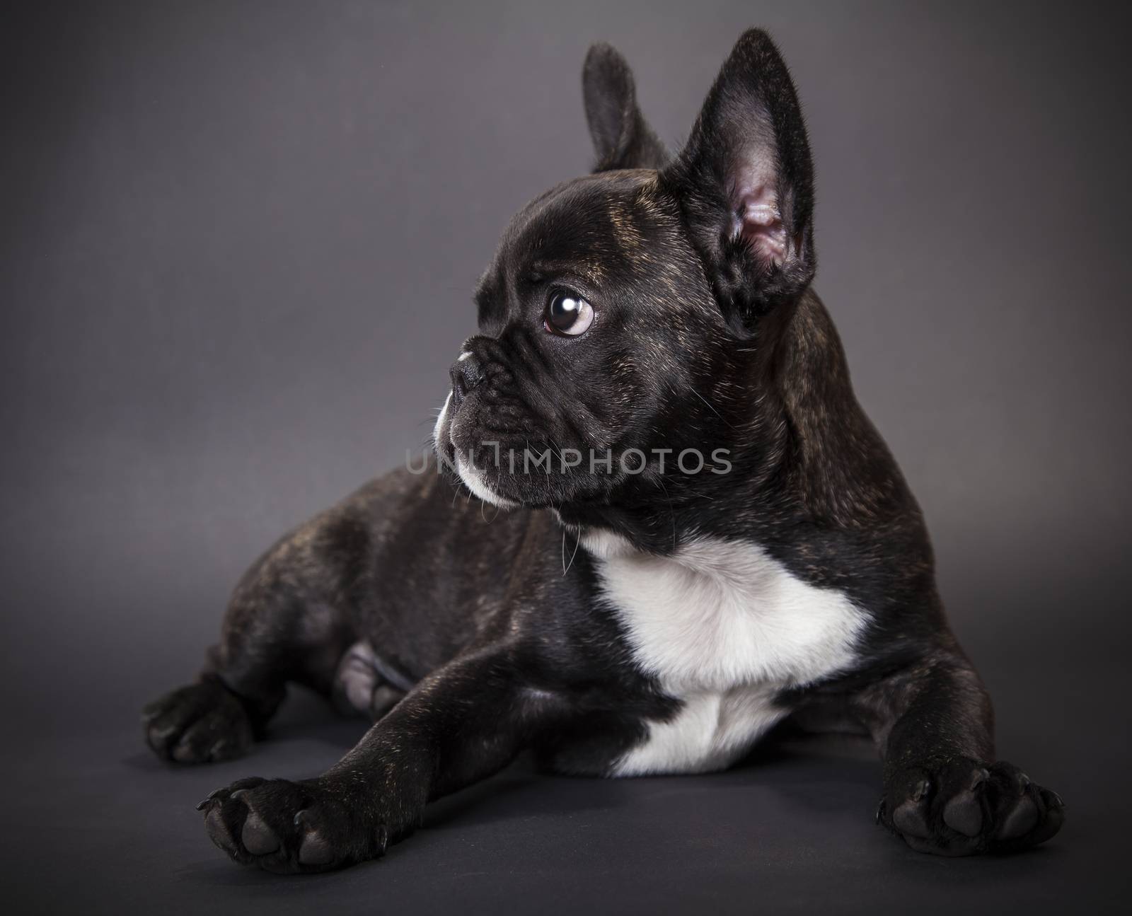 small dog french bulldog on a dark background