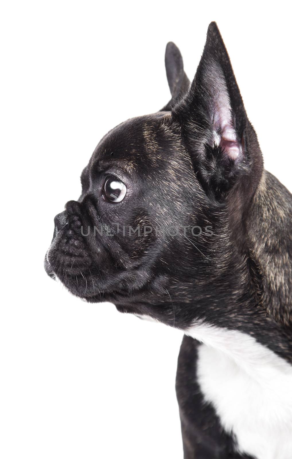 Portrait of French bulldog  by MegaArt