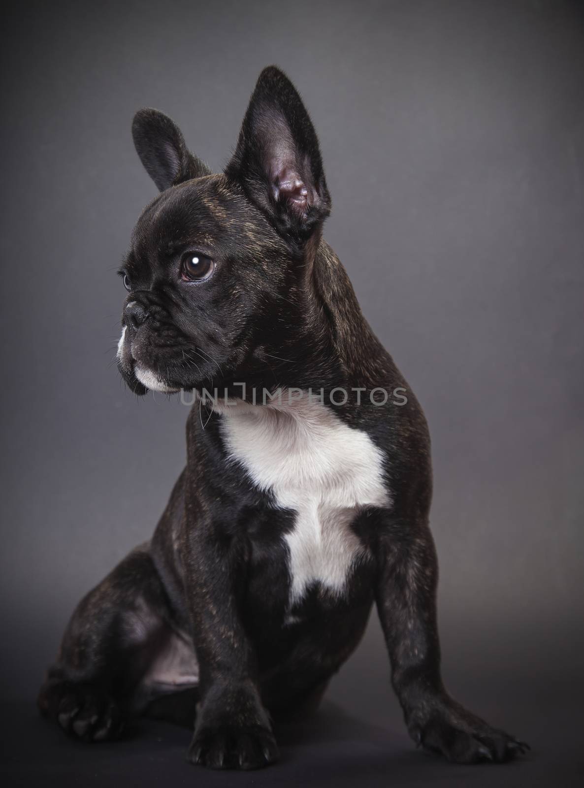  puppy french bulldog on a dark background
