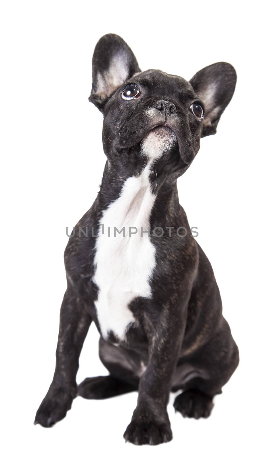 french bulldog puppy isolated on a white background