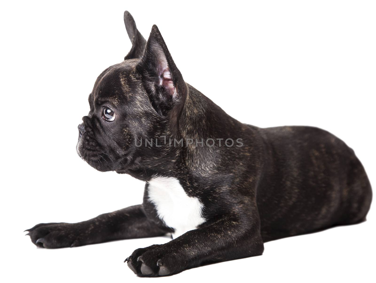 small french bulldog isolated on a white background