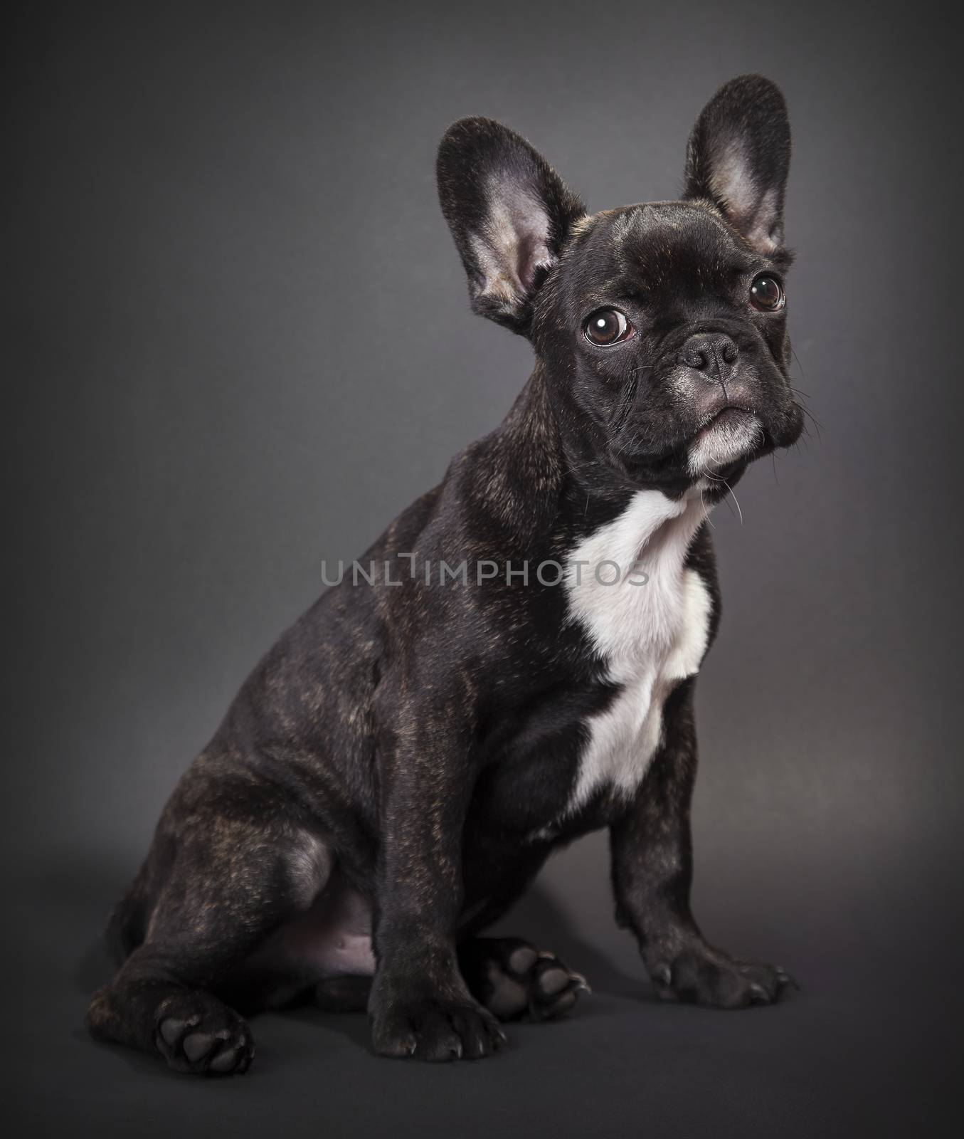 Portrait of a baby sitting french bulldog  by MegaArt