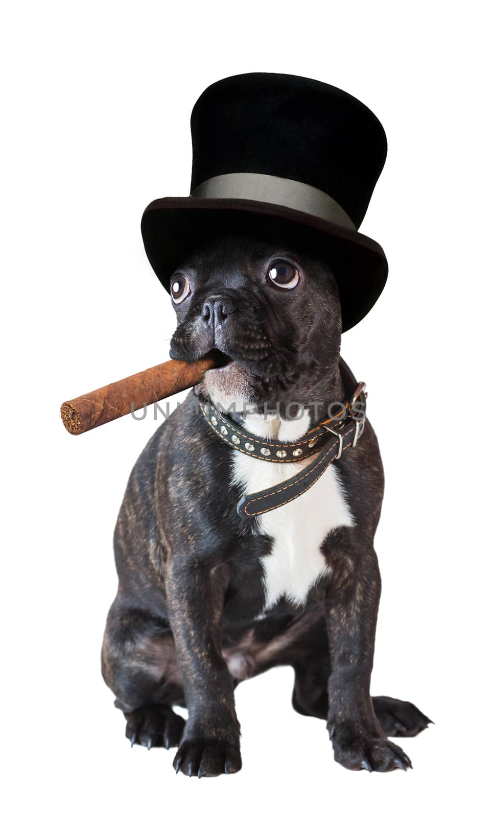 dog french bulldog sitting with a cigar on a white background