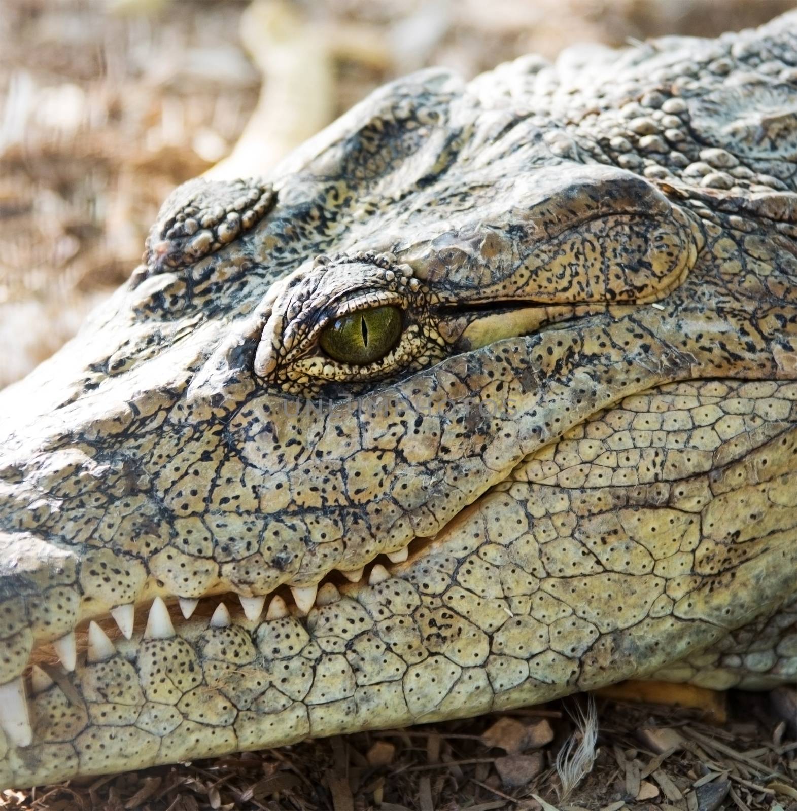 head of the American crocodile by MegaArt