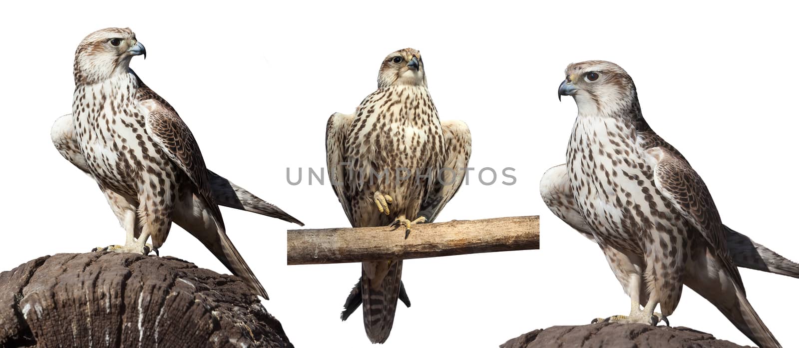 set of images of wild hawk isolated white background