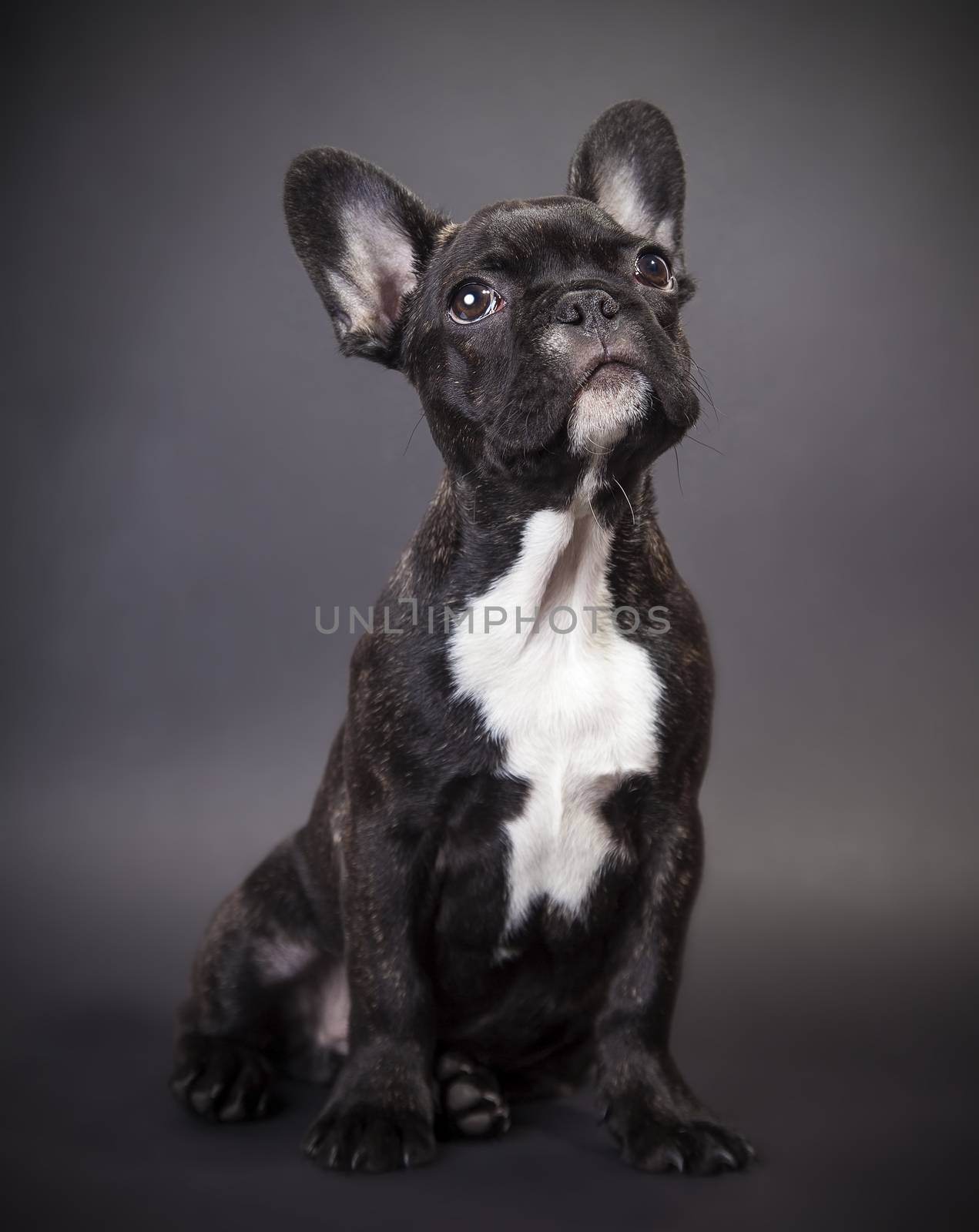  pppy french bulldog  by MegaArt