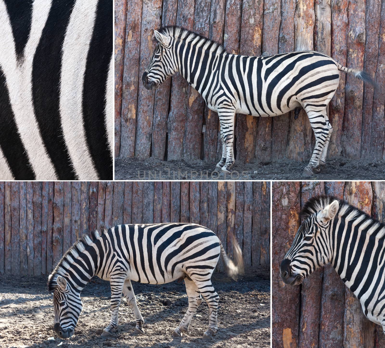 set of zebra images posing in nature