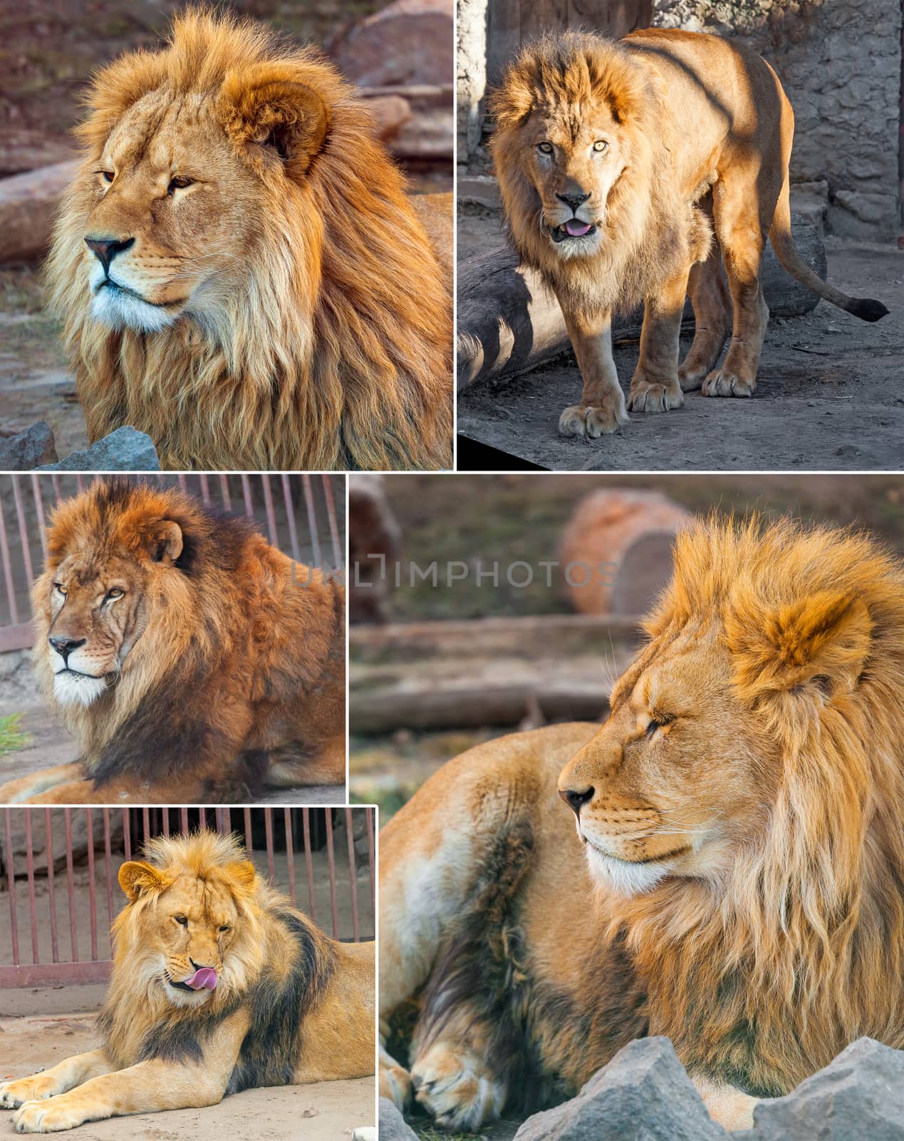set of images lion, king of beasts in nature