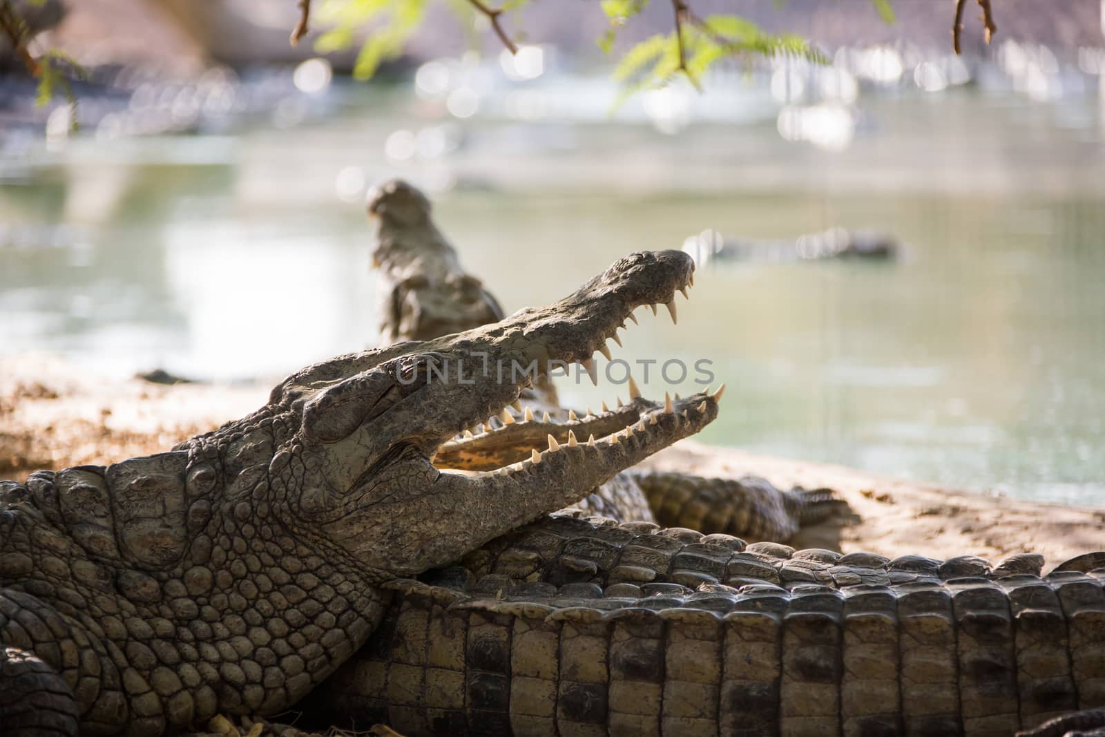 two American crocodile lying the beach with an open mouth