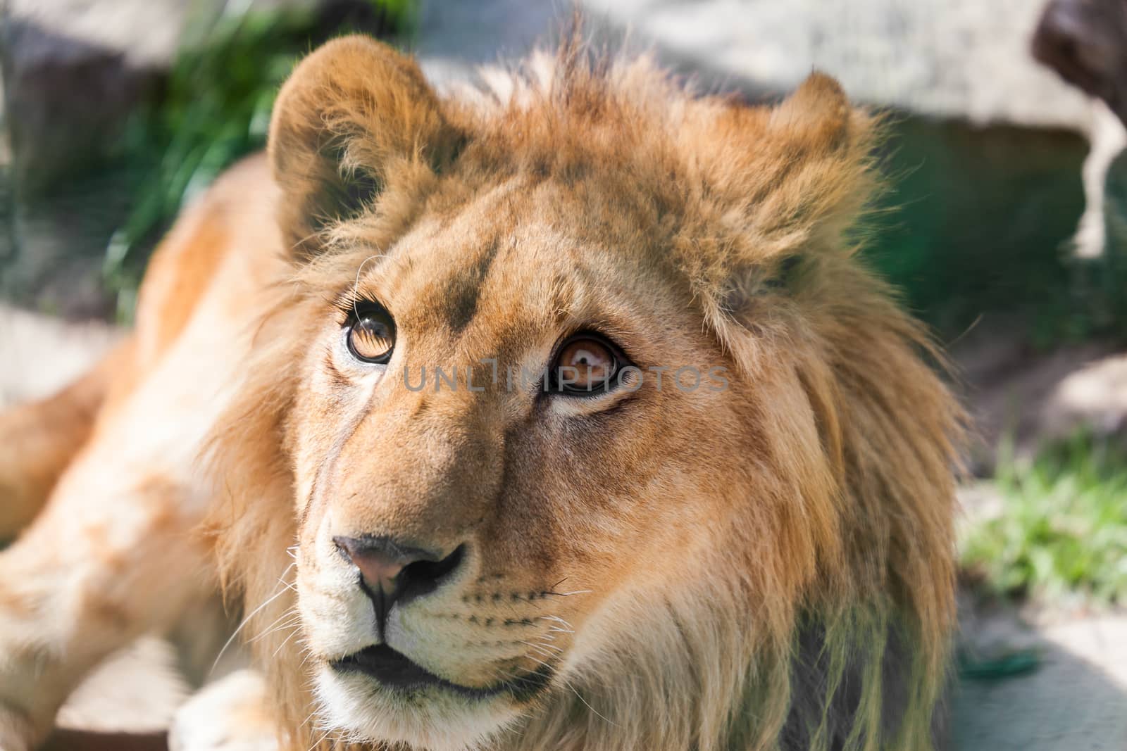 portrait of a young lion, outdoors summer day