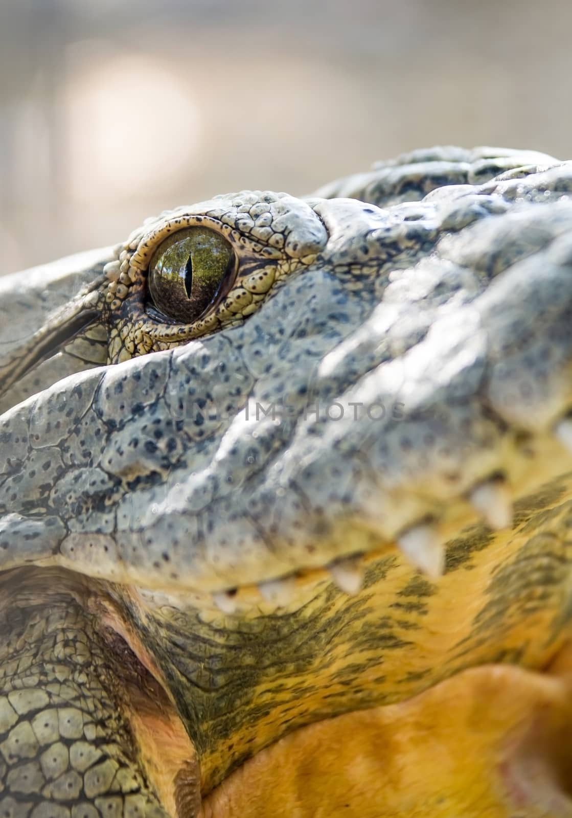  crocodile close-up eyes and teeth by MegaArt