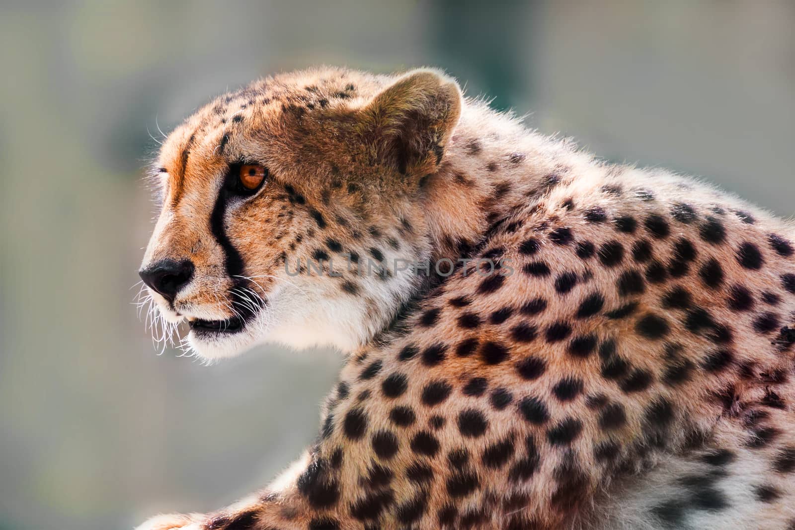 portrait of a wild cheetah predator alert