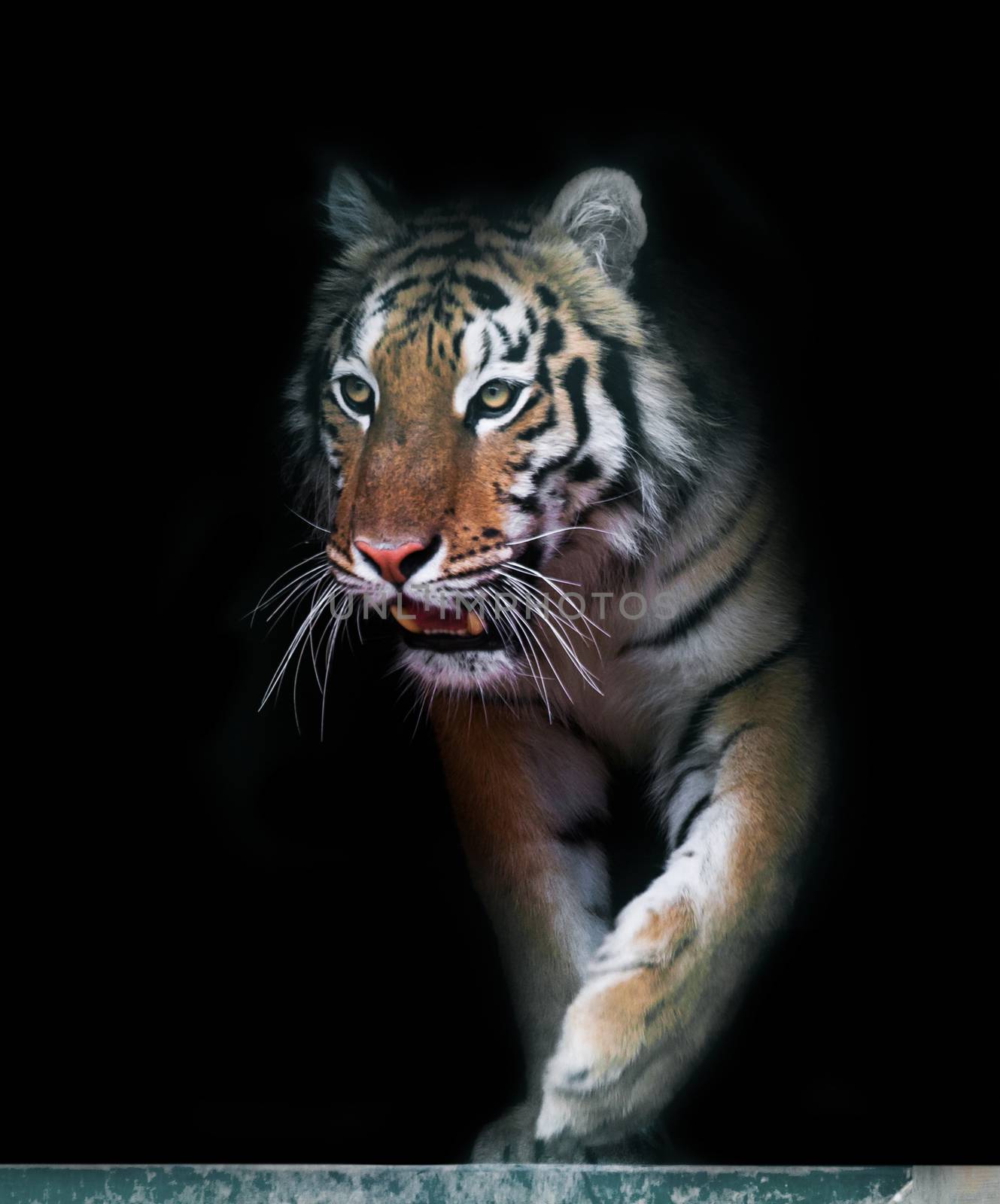 Tiger coming out, the animal background