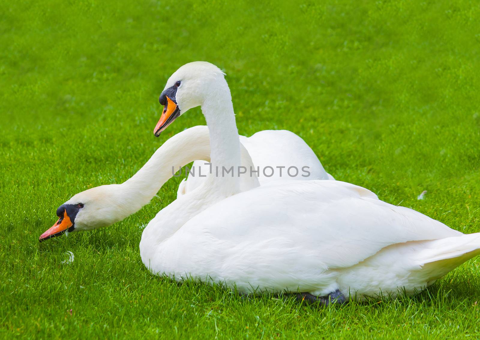 two swans in nature by MegaArt