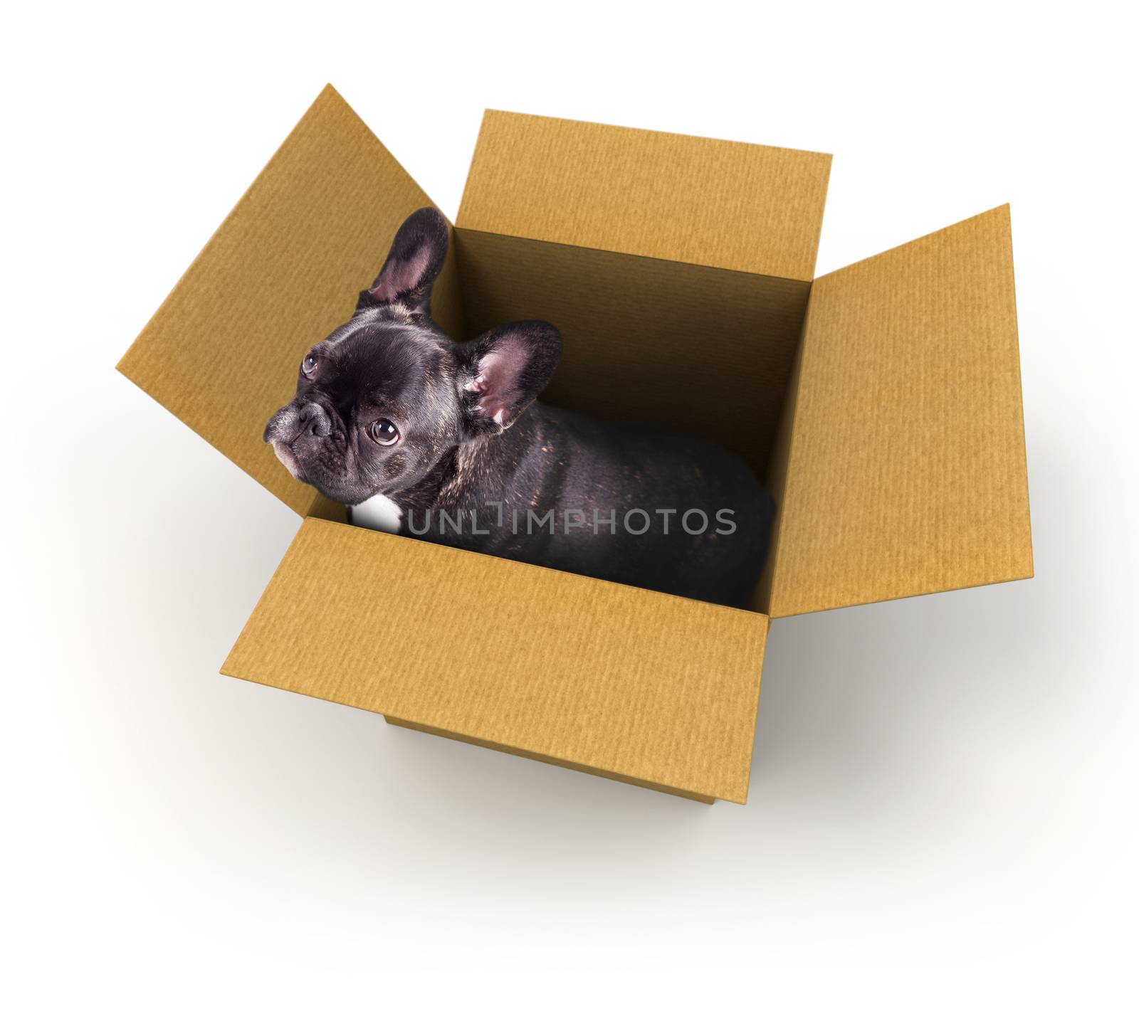 french bulldog puppy in a box on a white background