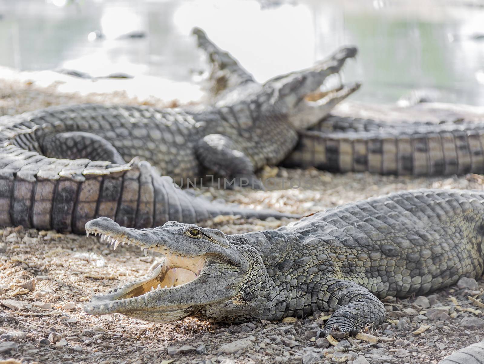 three American crocodile lying on the shore
