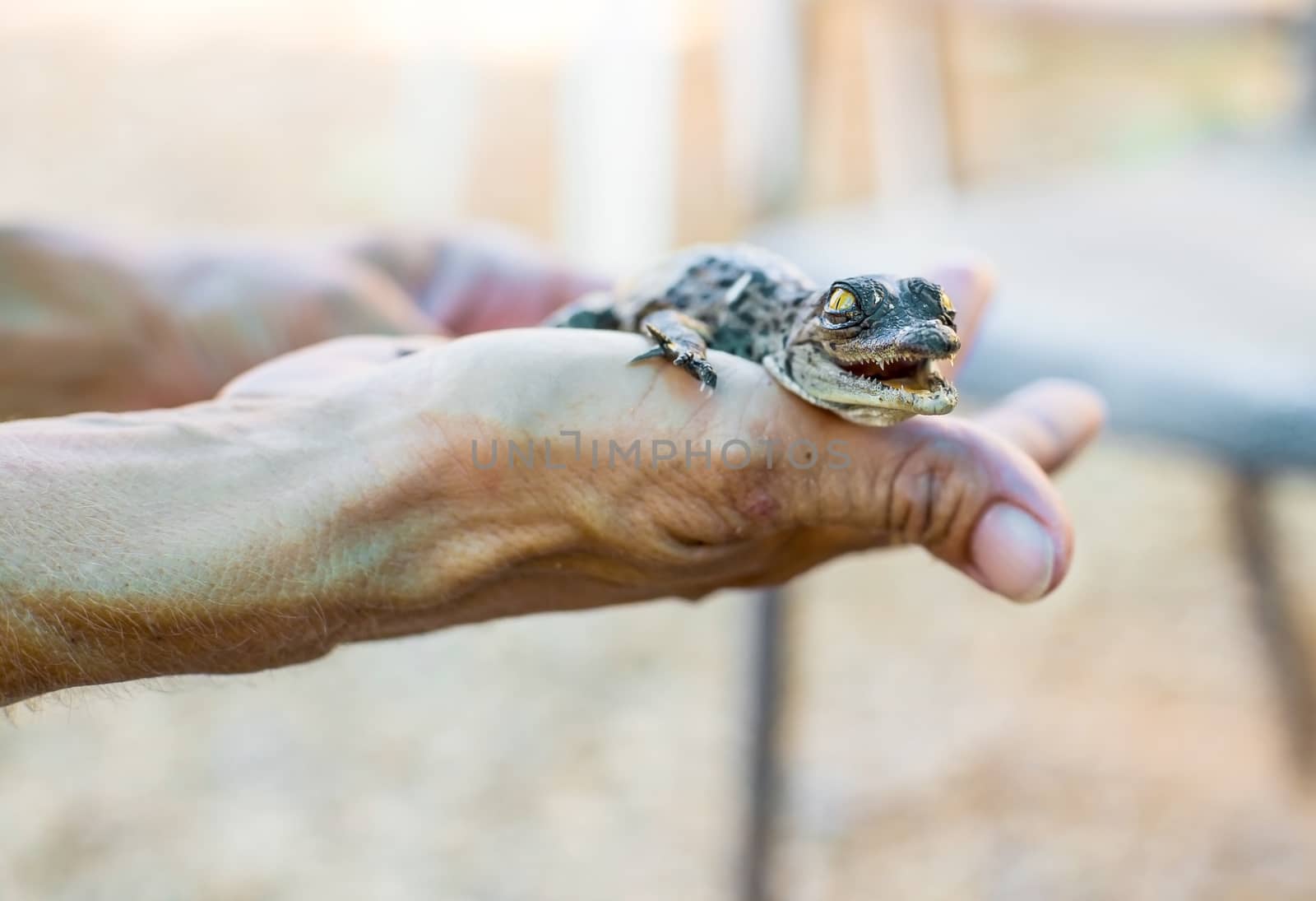small cub is American crocodile lying on the hand