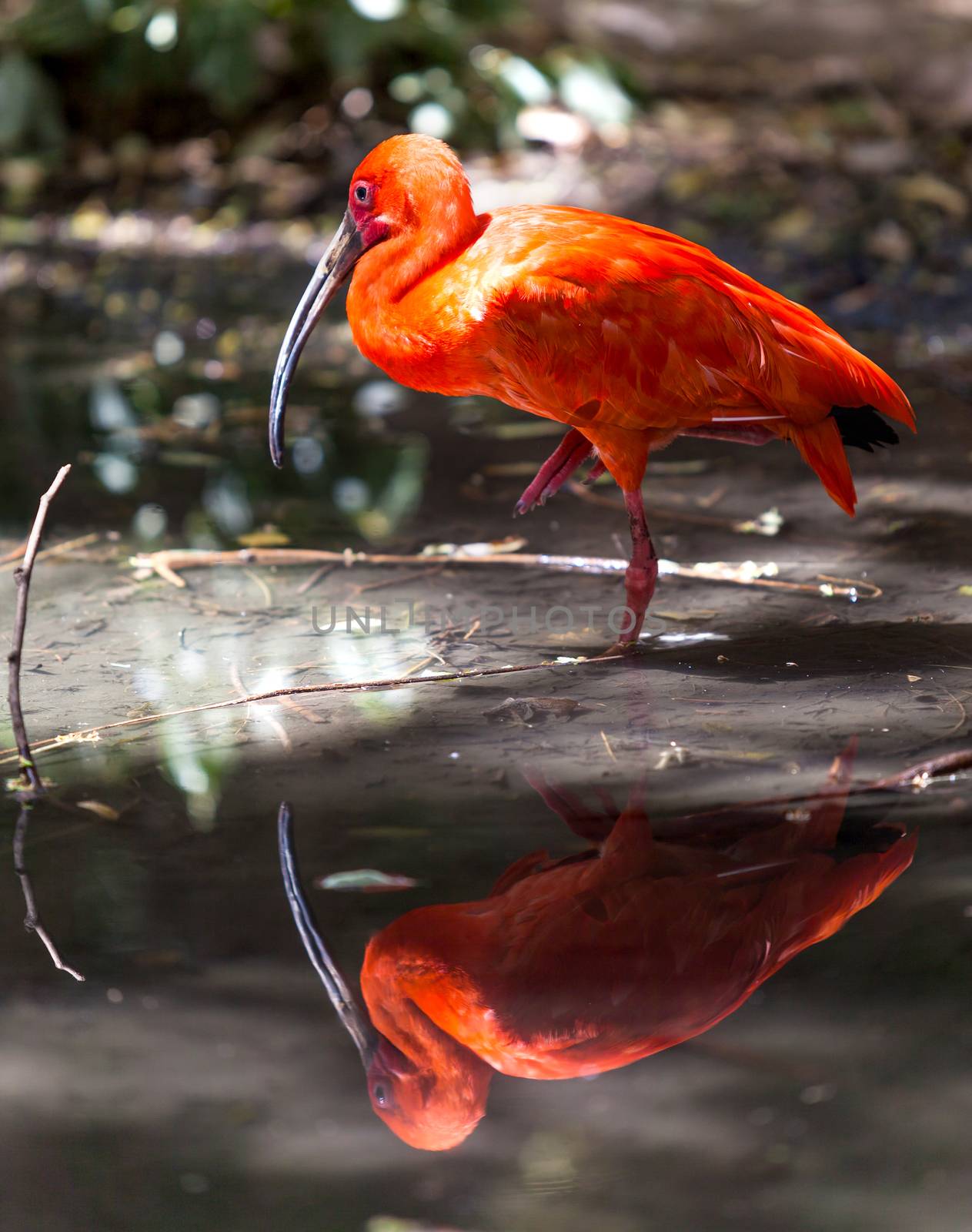 Portrait of red ibis, spring in nature