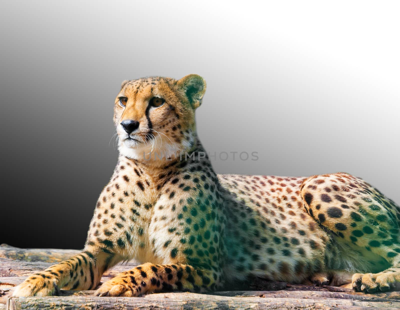 lying young leopard by MegaArt