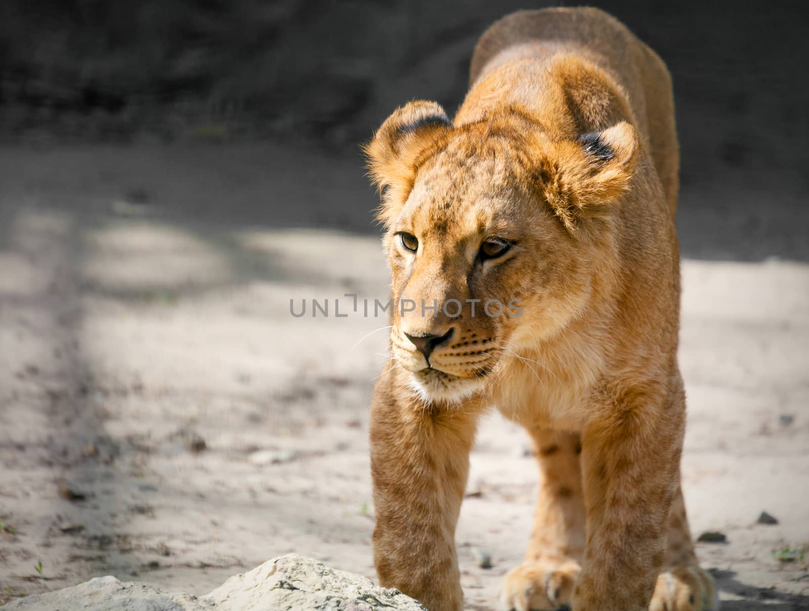 portrait of a young lioness on nature summer day