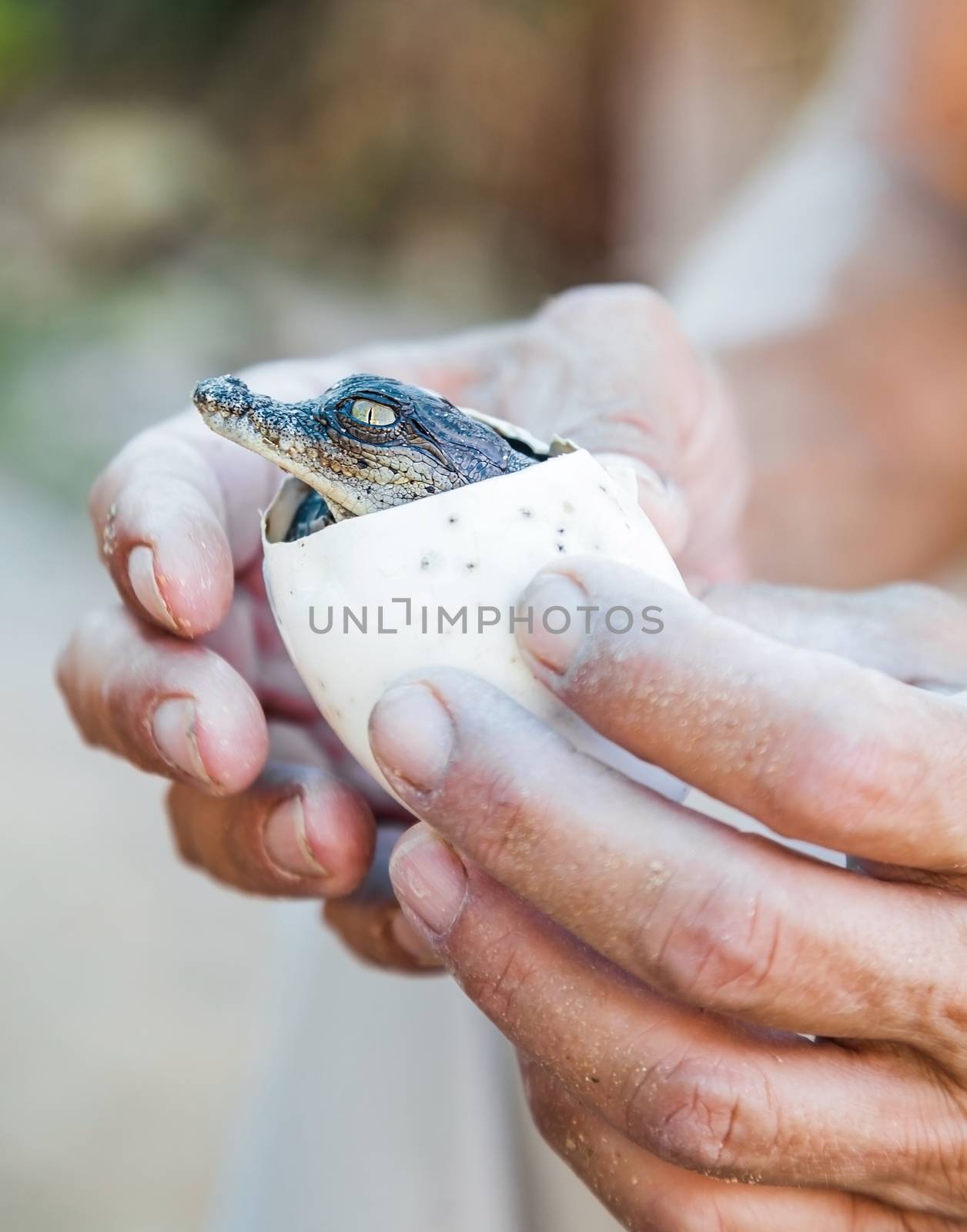 the emergence of crocodile lives eggs in human hands