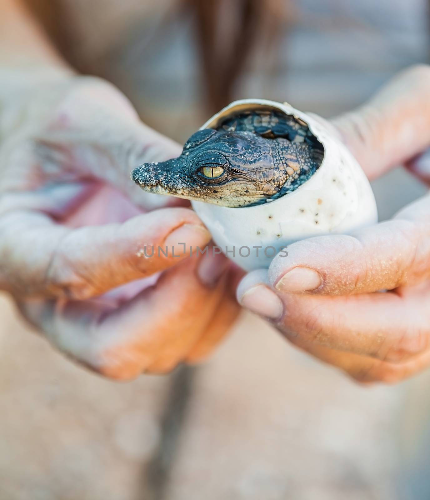  appearance of alligator eggs in human hands