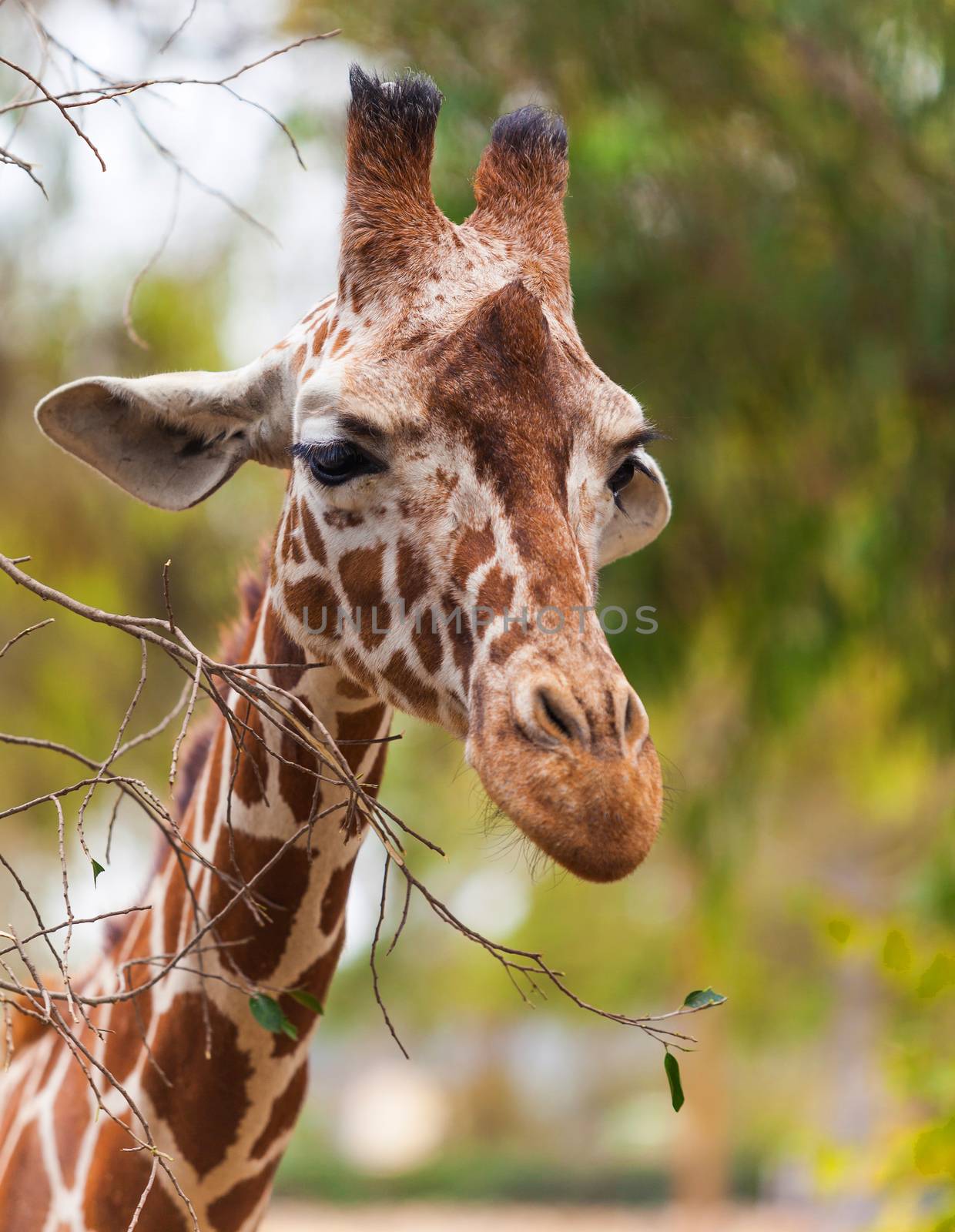 Portrait of a giraffe, wildlife, summer day