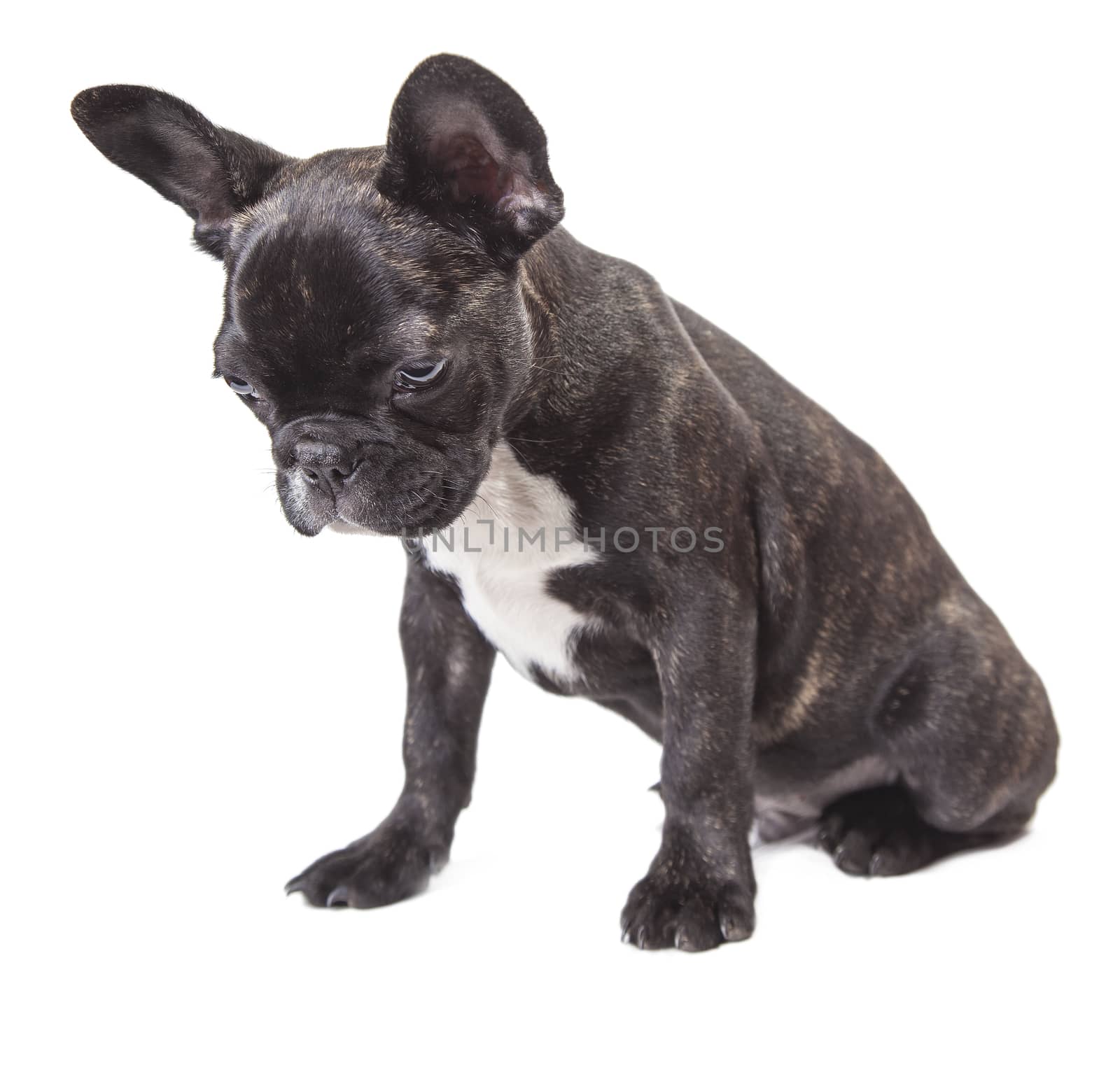 dog puppy looking down on a white isolated background