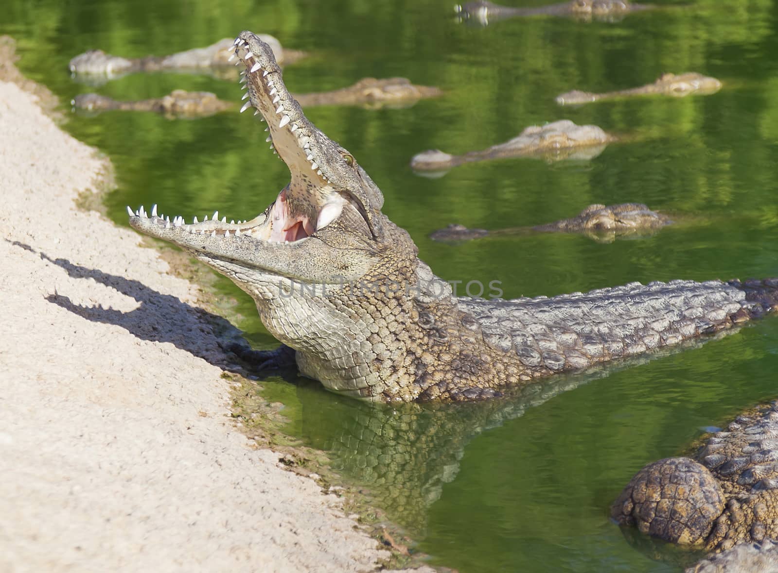 large American crocodile with an open mouth by MegaArt