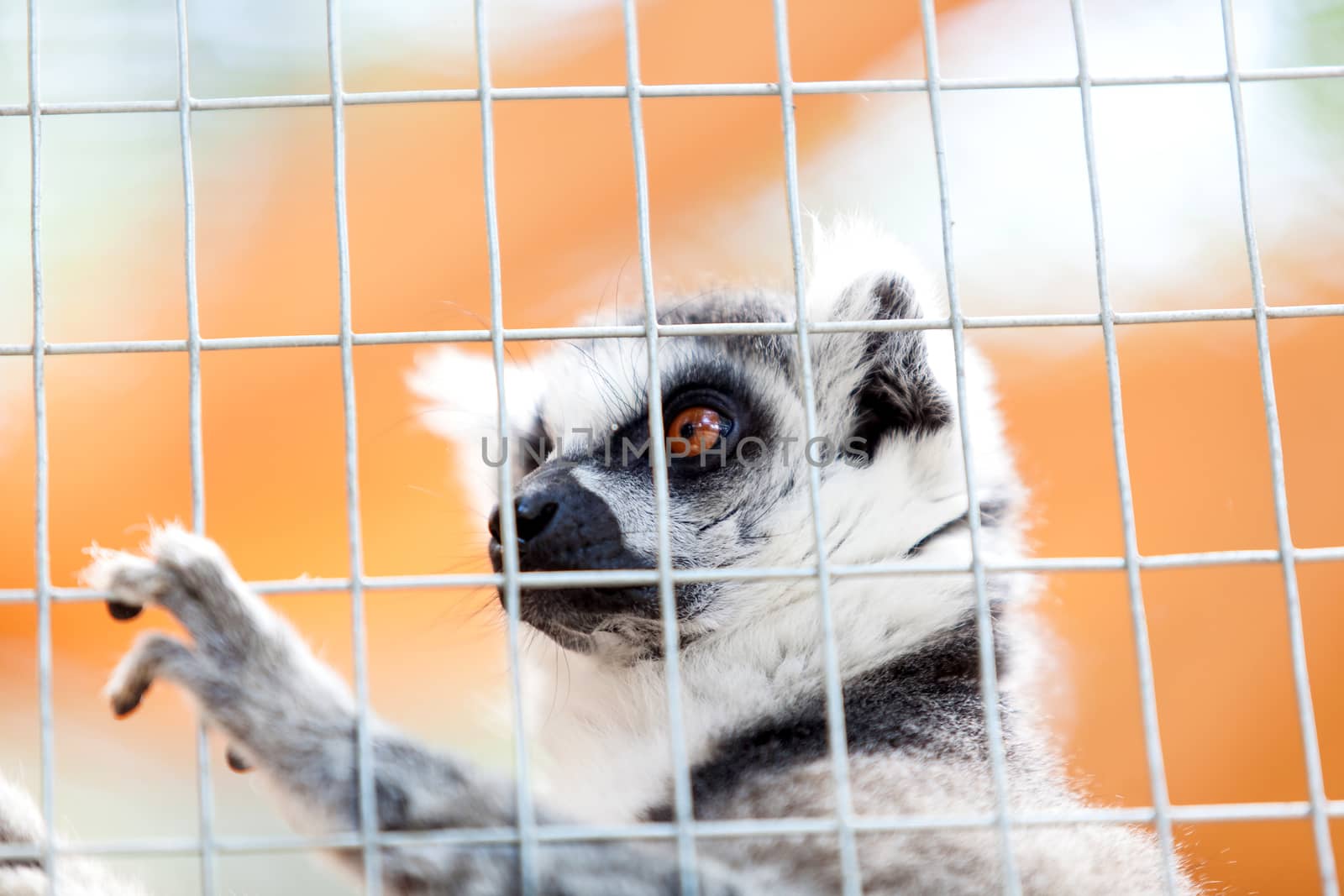Portrait of a lemur behind bars, locked up a day