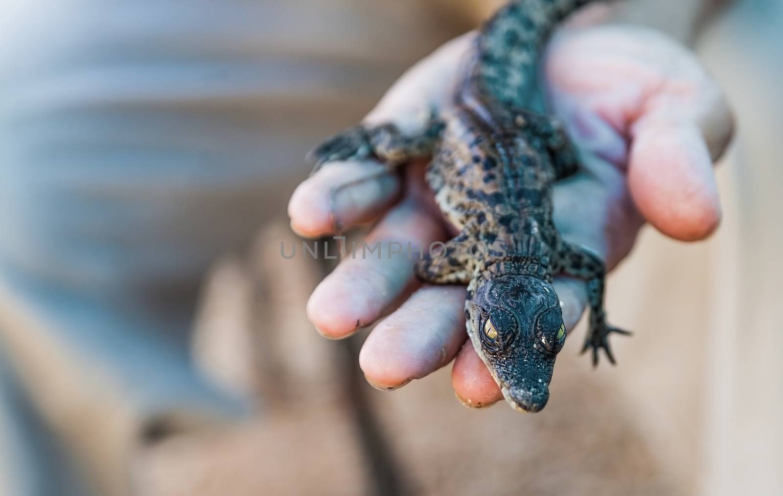 newborn American alligator lying on a hand